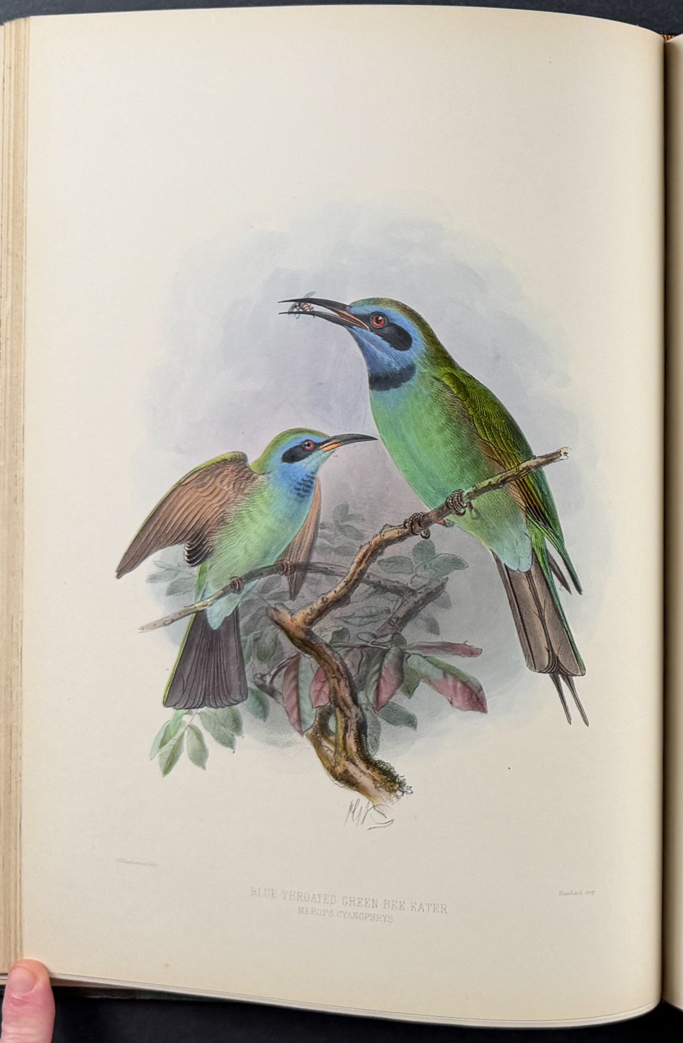 A Monograph of the Meropidae