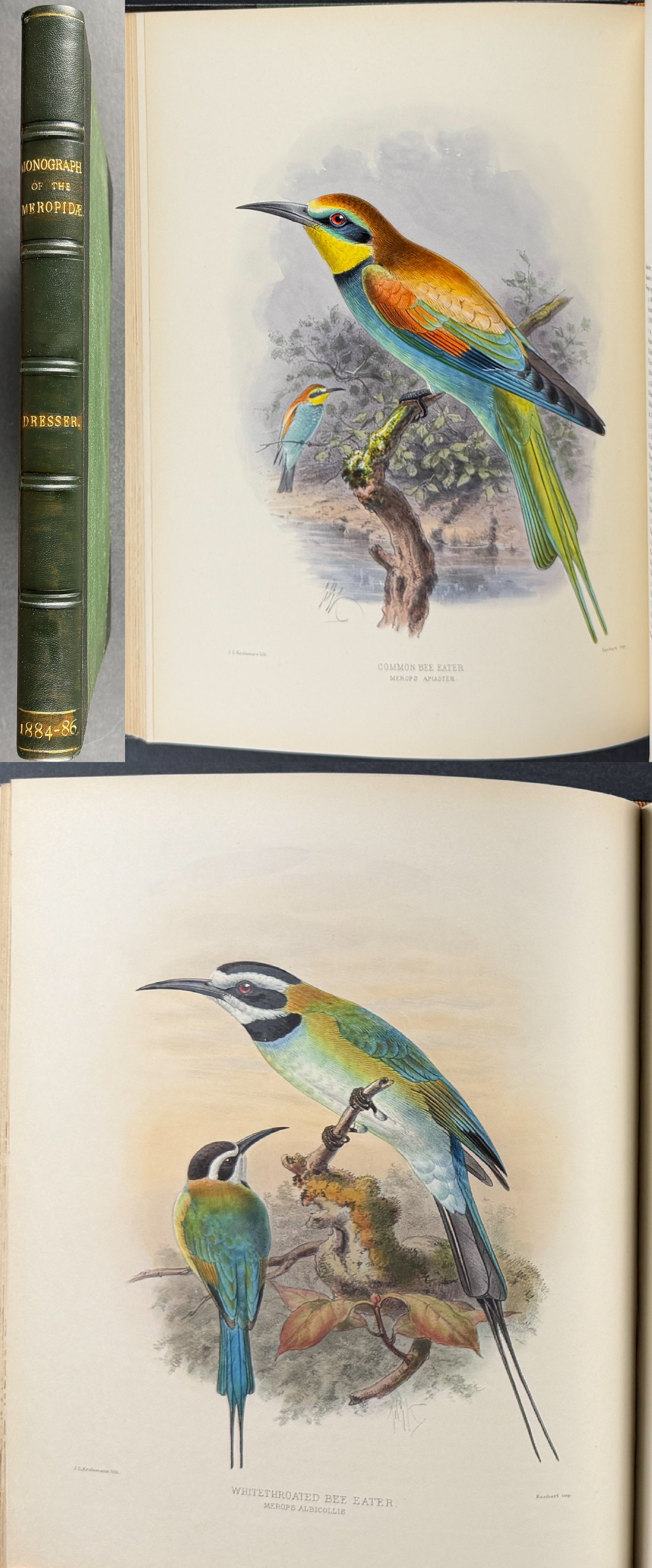 Dresser & Keulemans's A Monograph of the Meropidae (Bee-Eaters) - Volume with 34 Originally Hand-Colored Lithographs