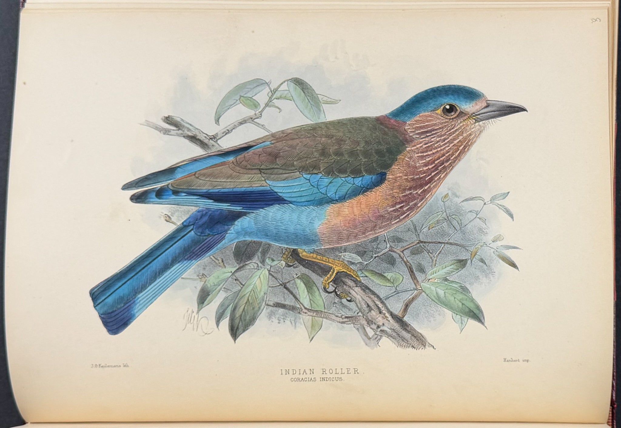 A Monograph of the Coraciidae or Family of the Rollers