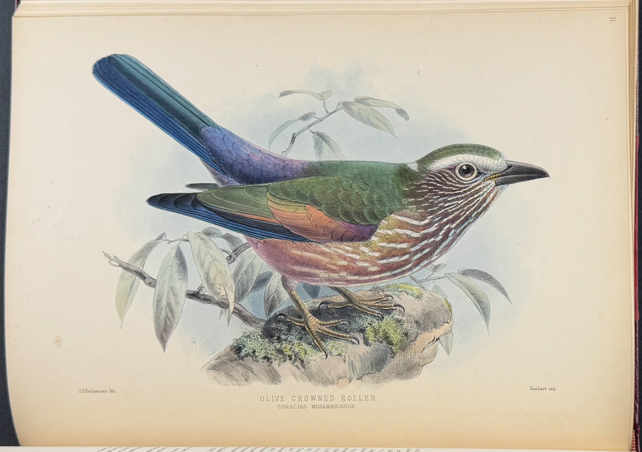 A Monograph of the Coraciidae or Family of the Rollers
