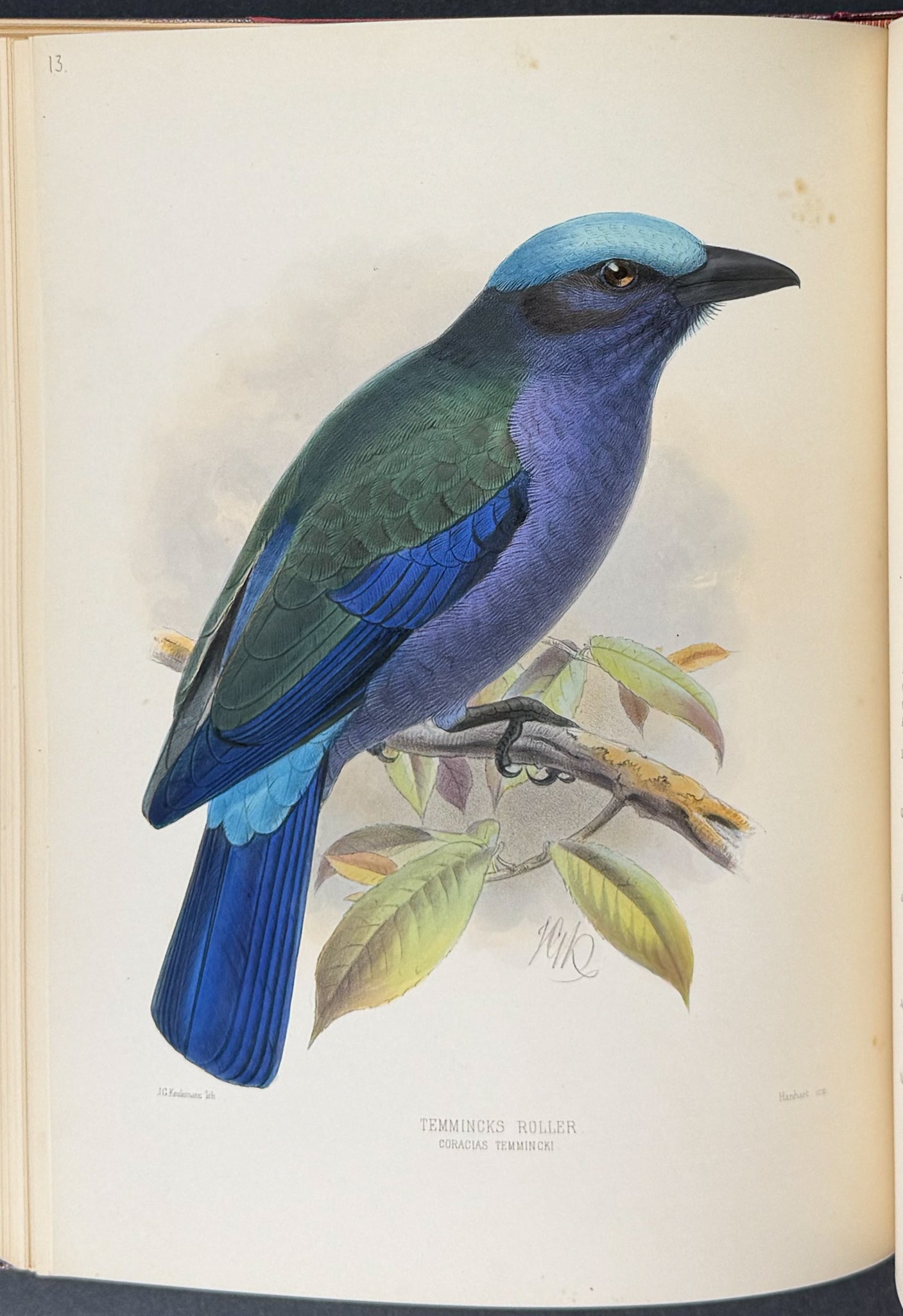 A Monograph of the Coraciidae or Family of the Rollers