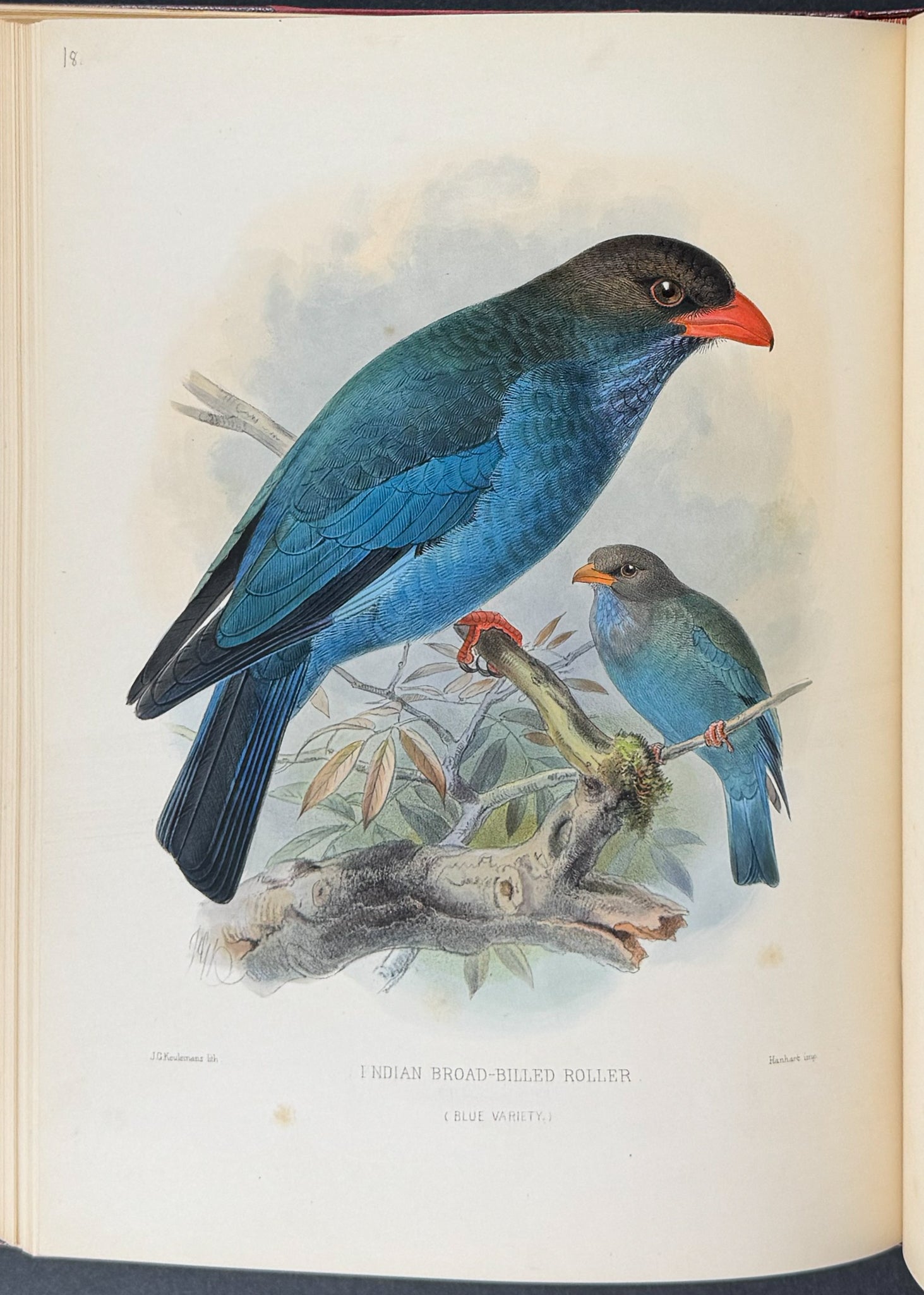 A Monograph of the Coraciidae or Family of the Rollers