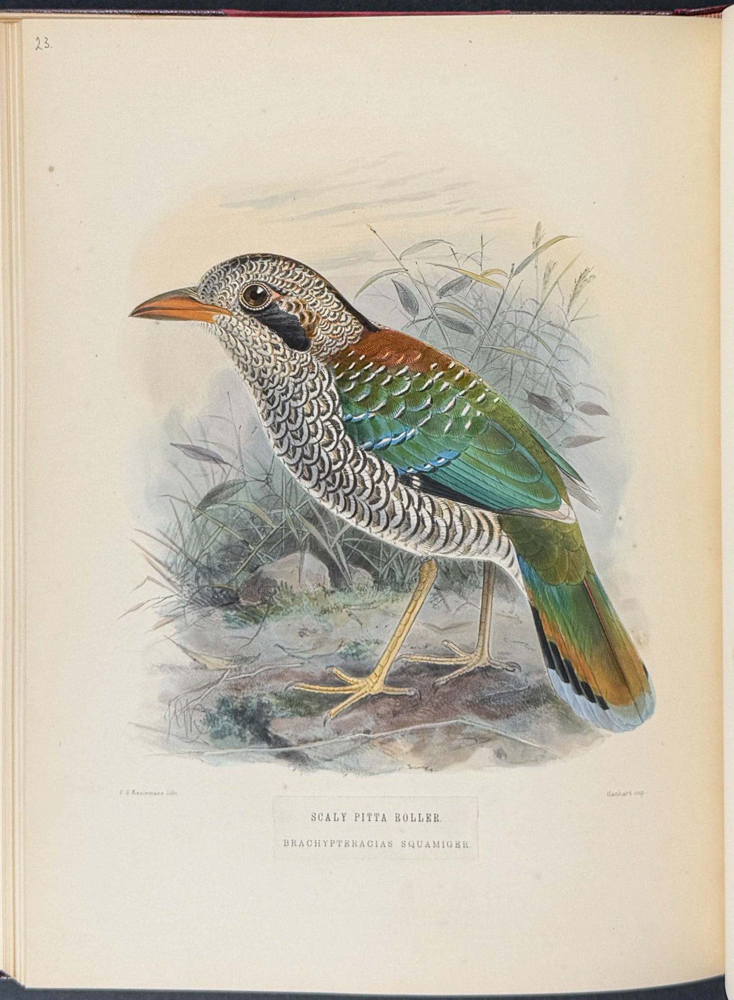 A Monograph of the Coraciidae or Family of the Rollers