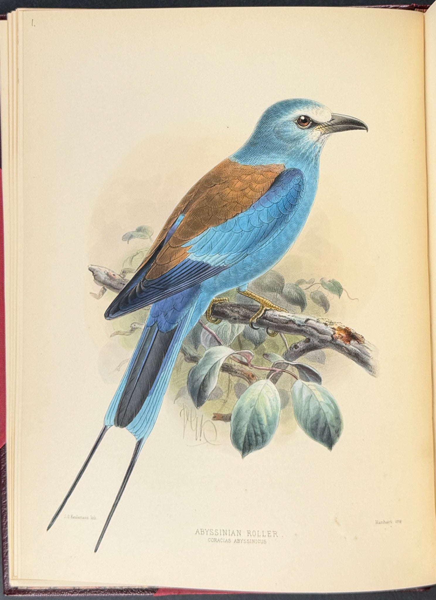 A Monograph of the Coraciidae or Family of the Rollers