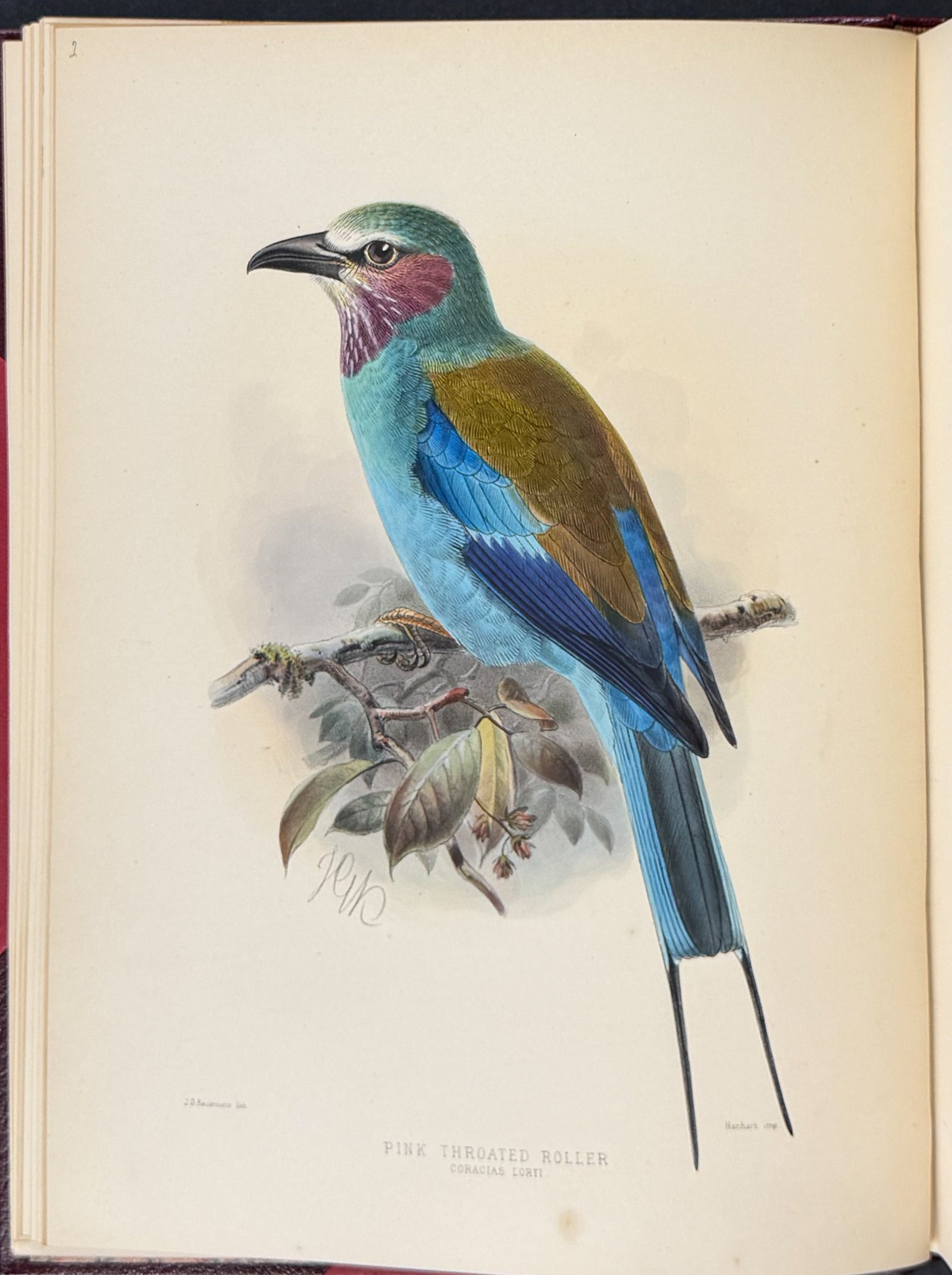 A Monograph of the Coraciidae or Family of the Rollers