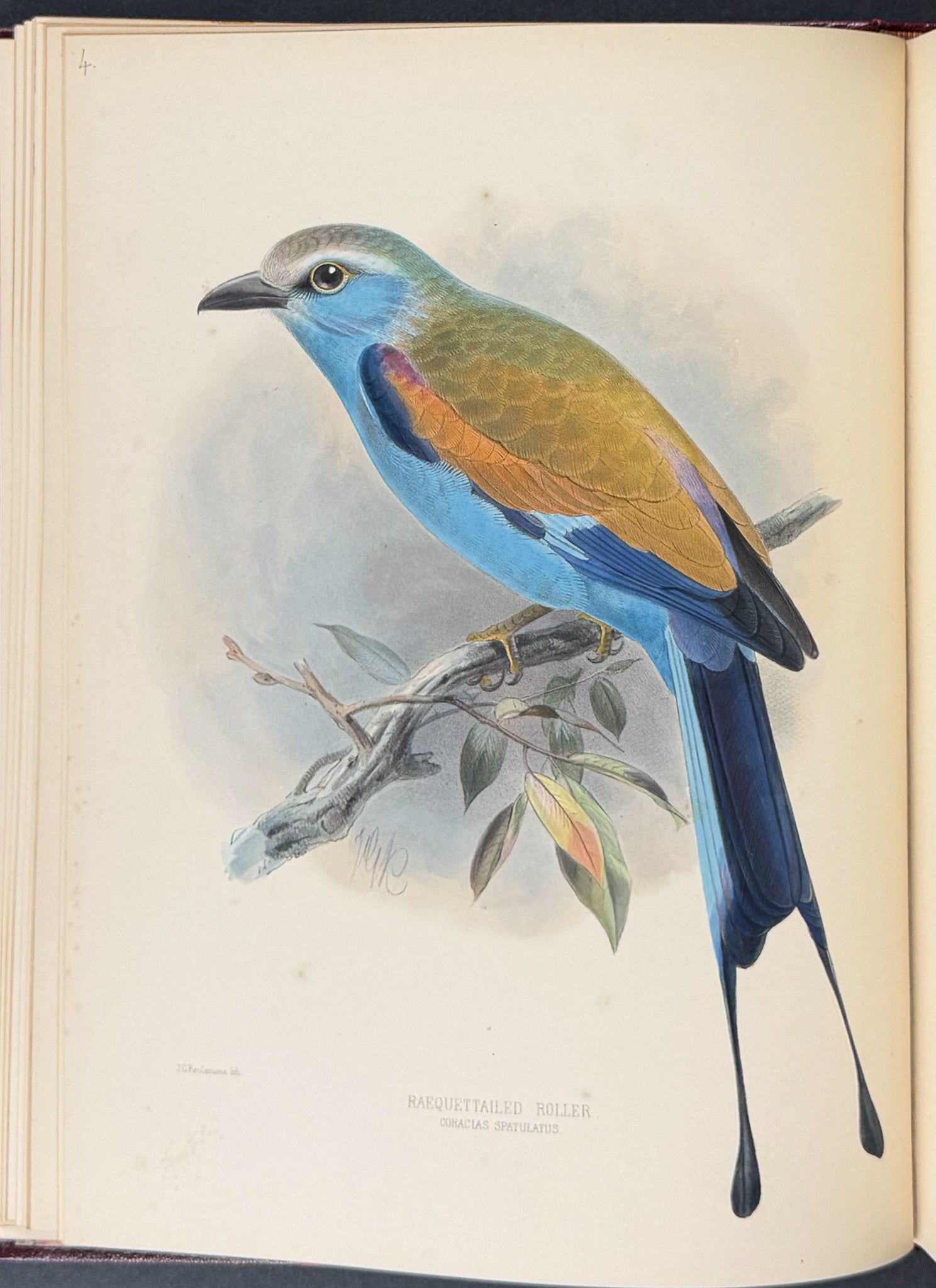 A Monograph of the Coraciidae or Family of the Rollers