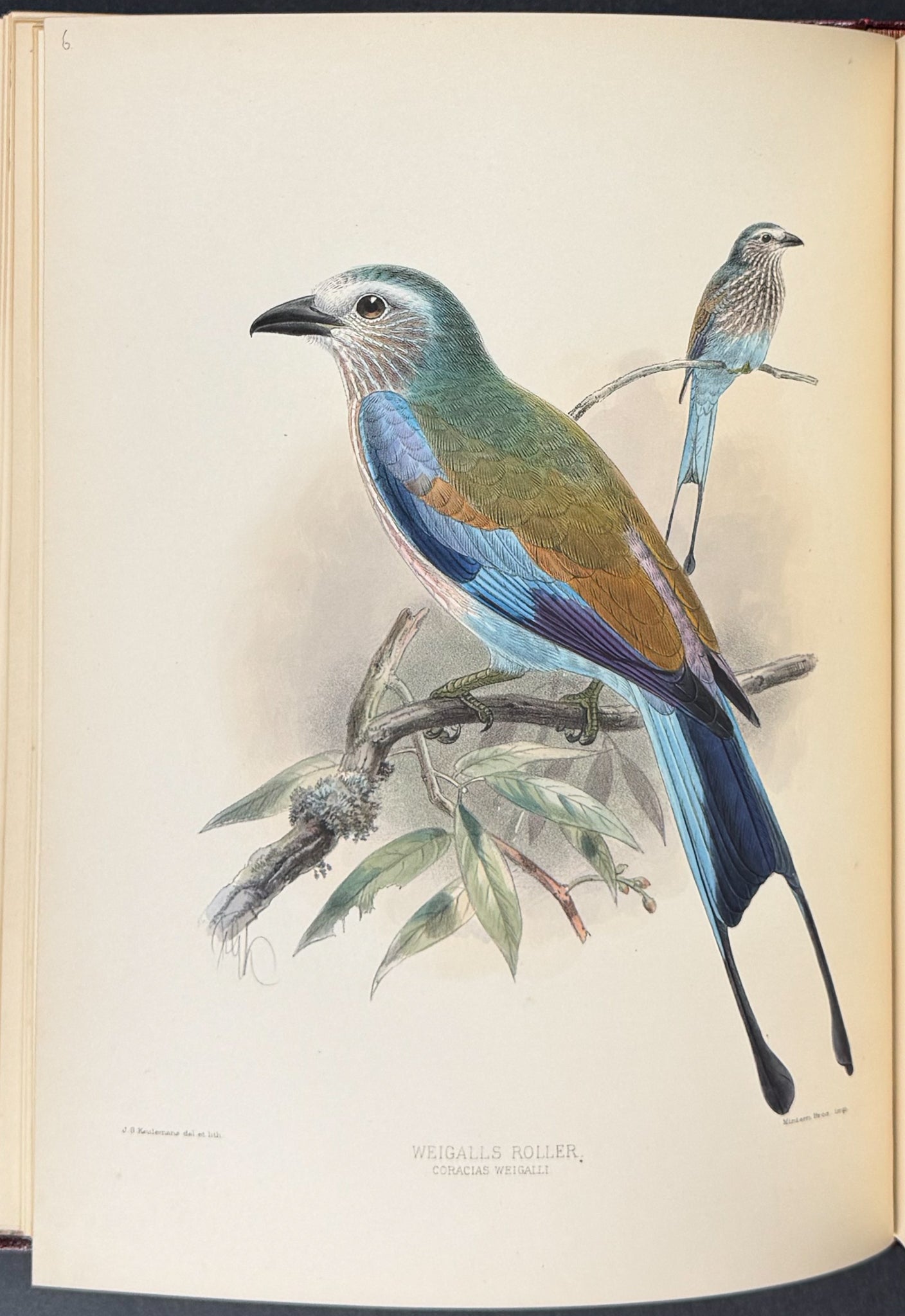 A Monograph of the Coraciidae or Family of the Rollers