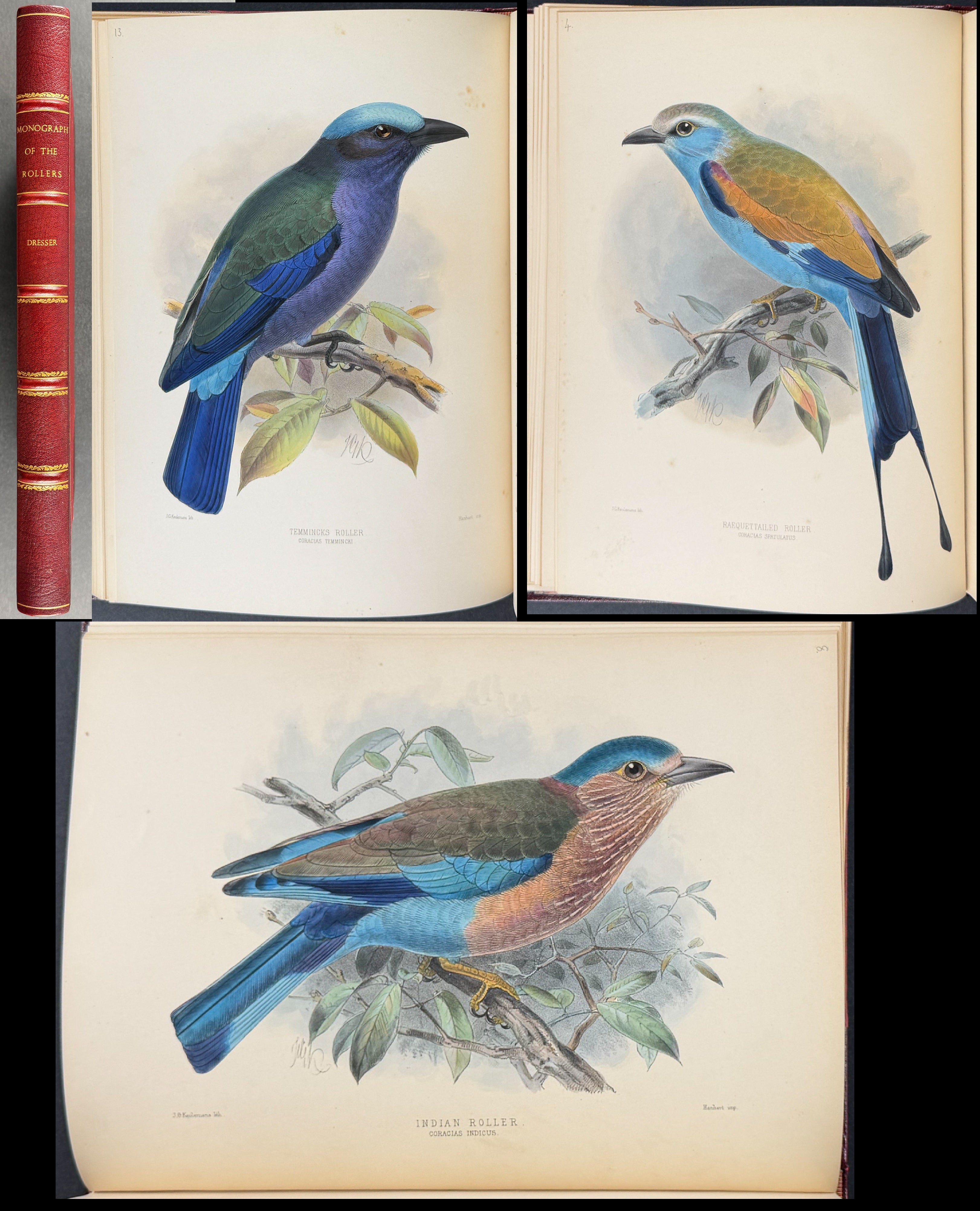 A Monograph of the Coraciidae or Family of the Rollers