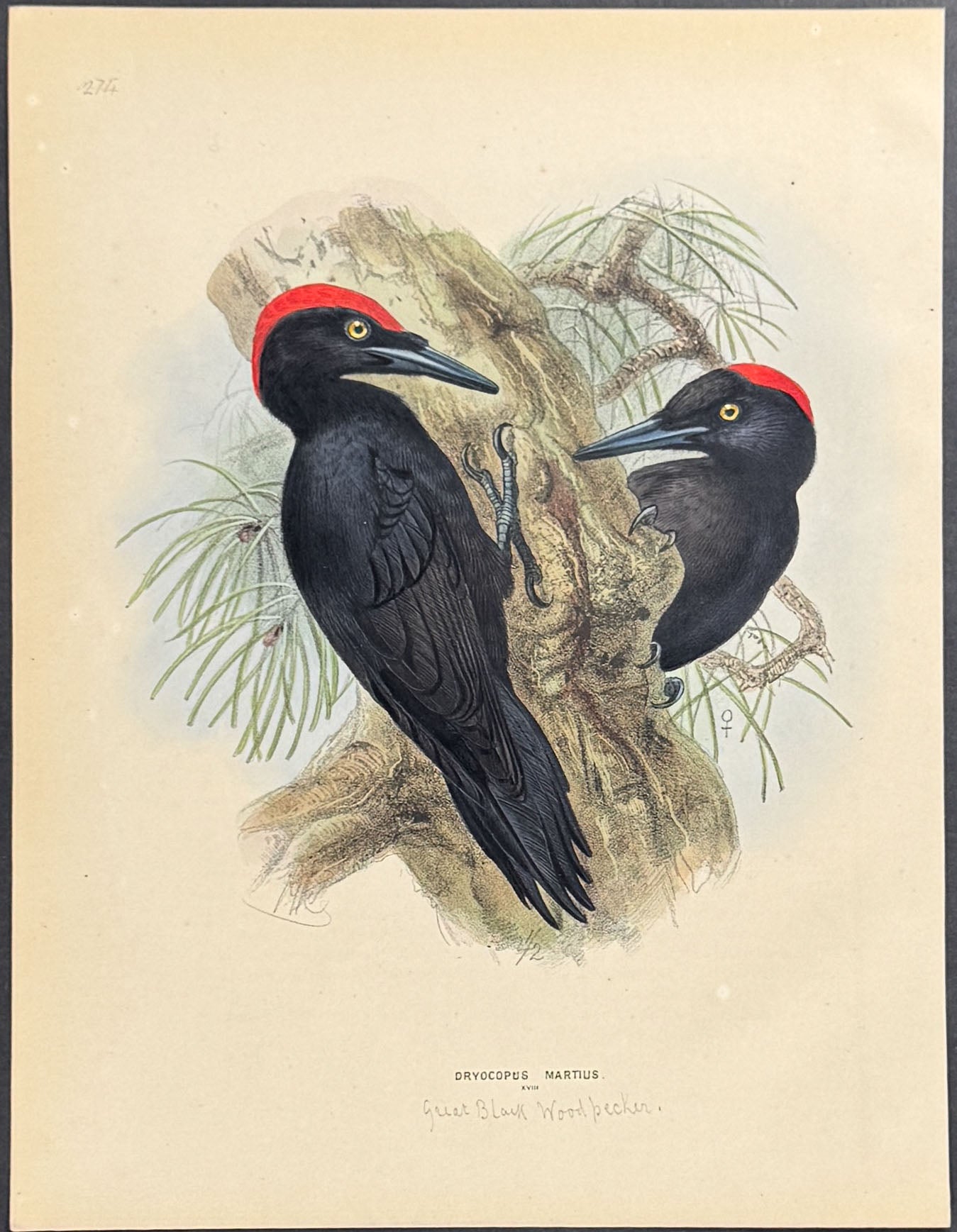 Woodpecker