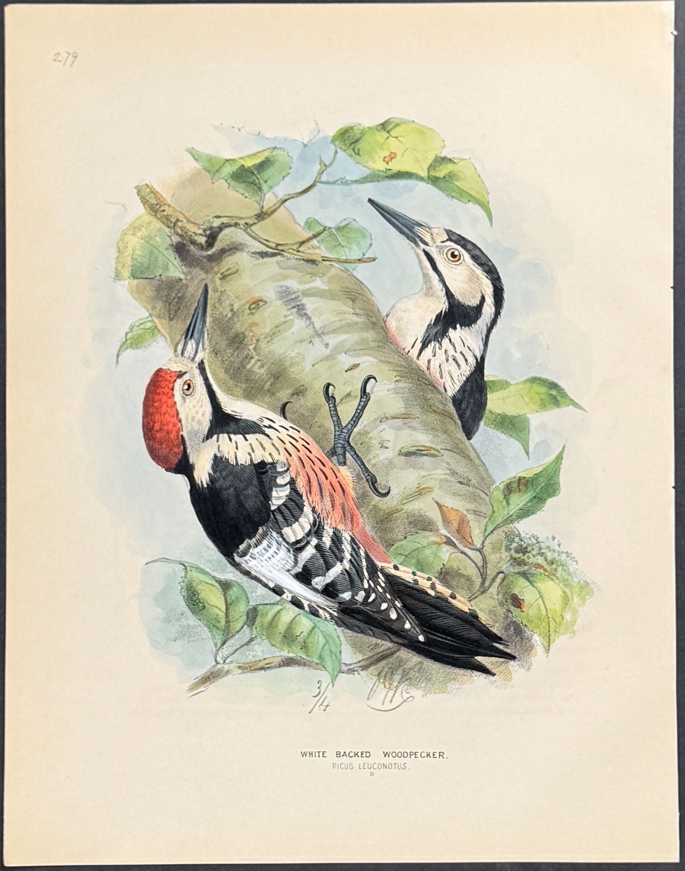 White-backed Woodpecker