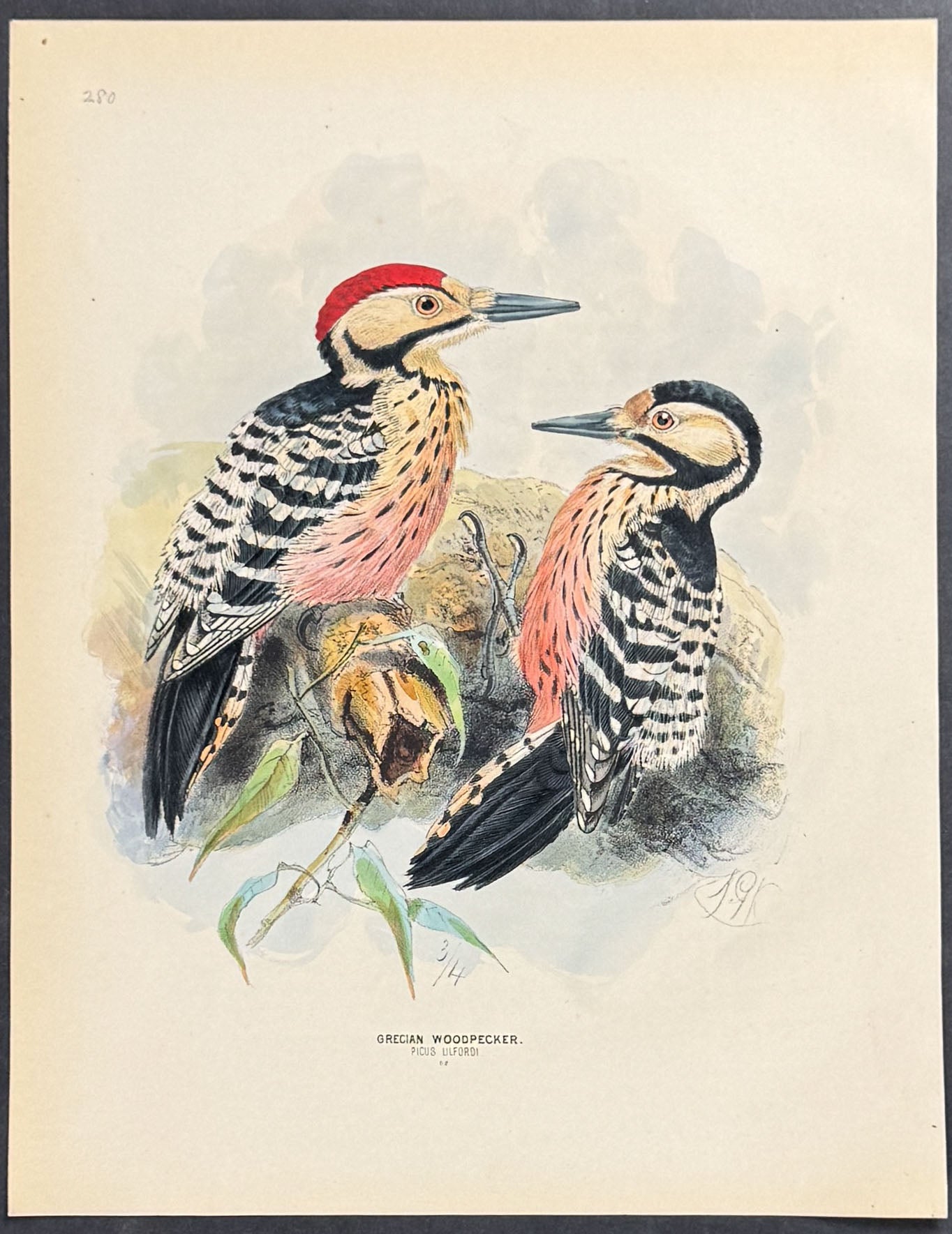 Grecian Woodpecker