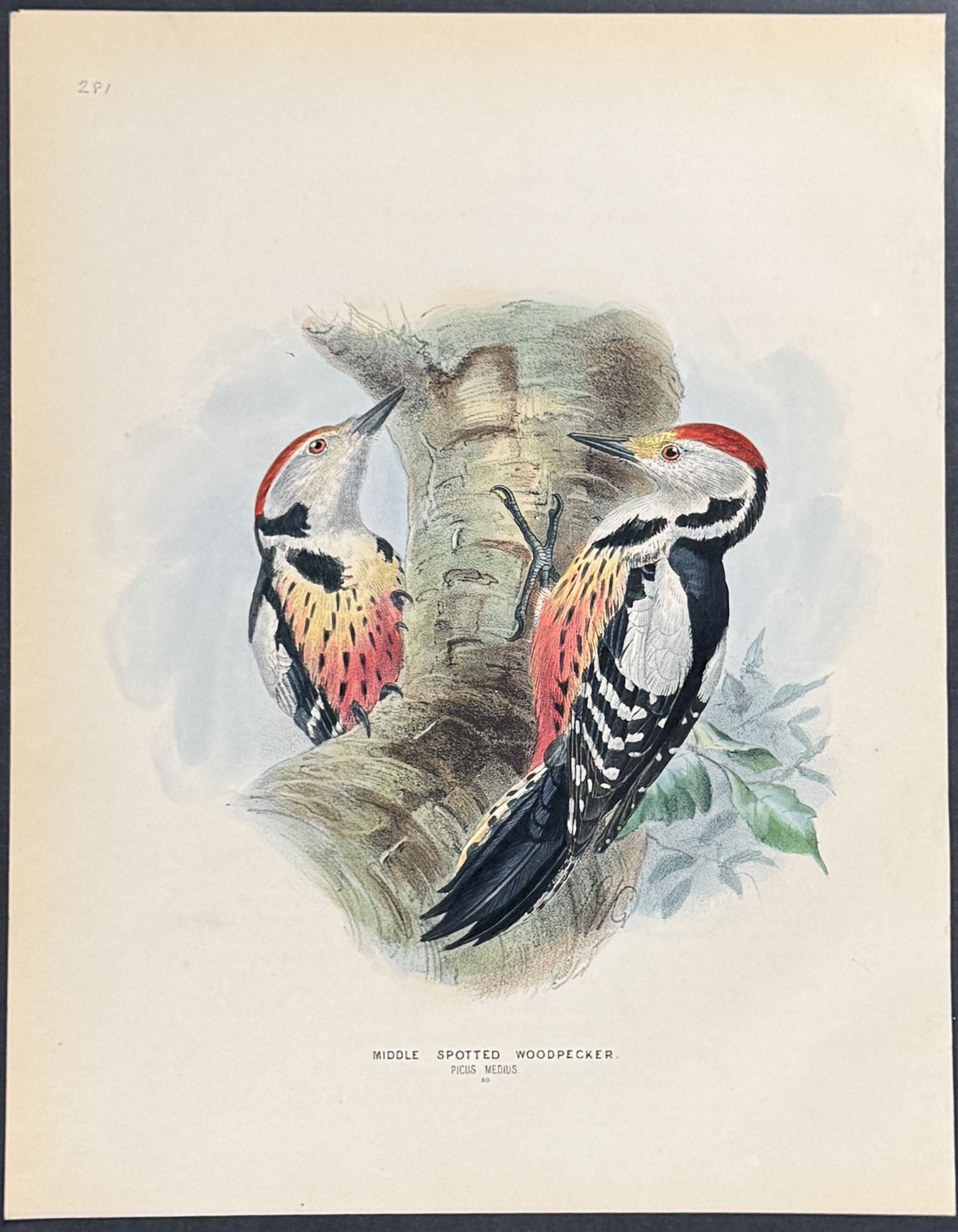 Middle Spotted Woodpecker