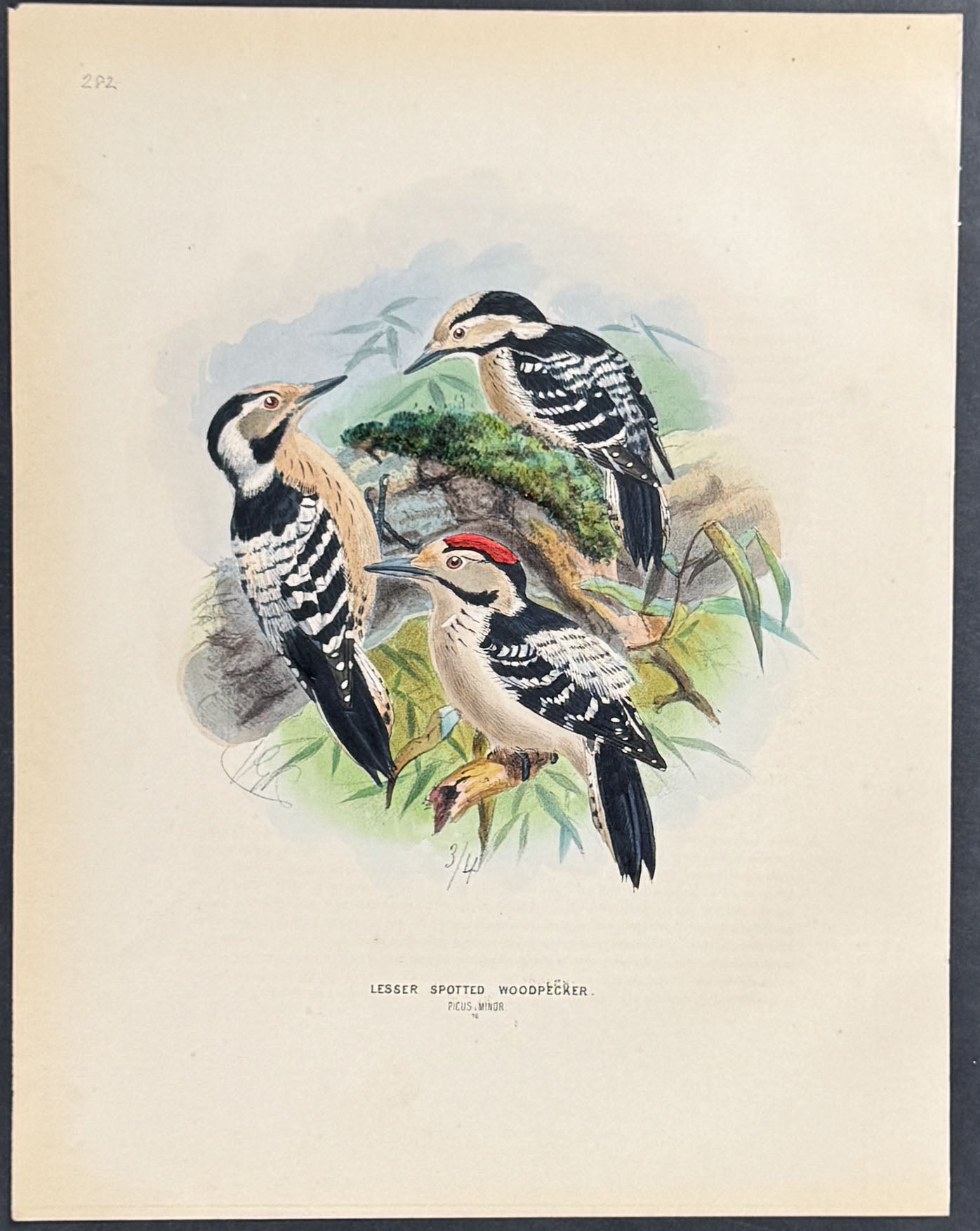 Lesser Spotted Woodpecker