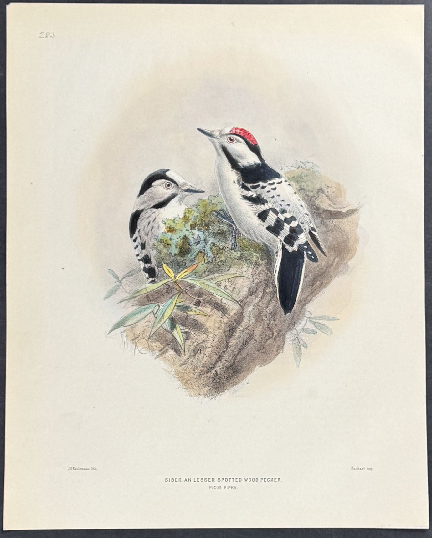 Siberian Lesser Spotted Woodpecker