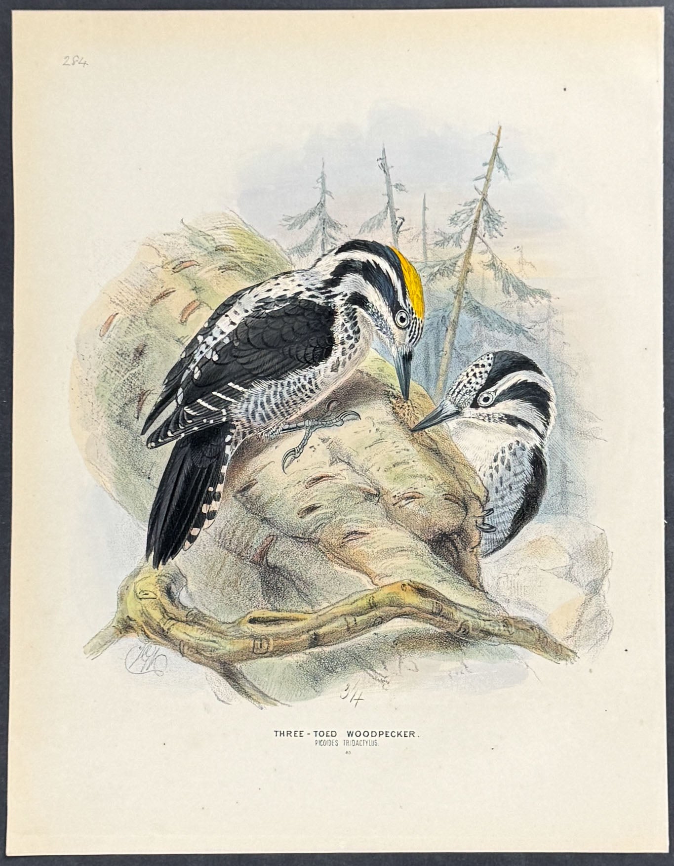Three-toed Woodpecker