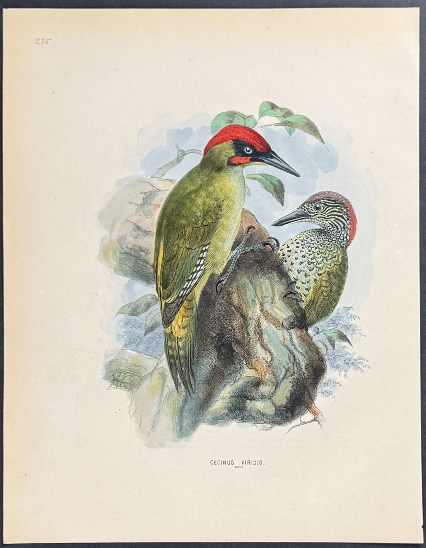 Green Woodpecker