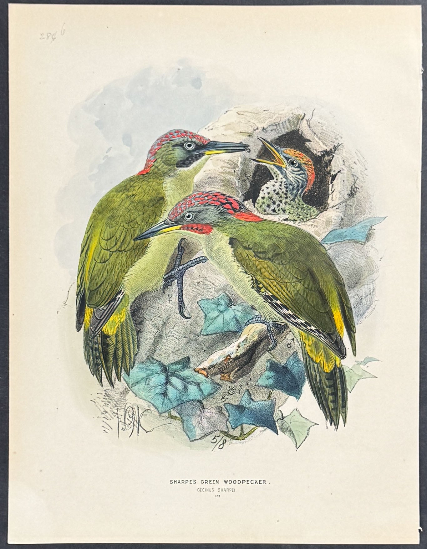 Sharpe's Green Woodpecker