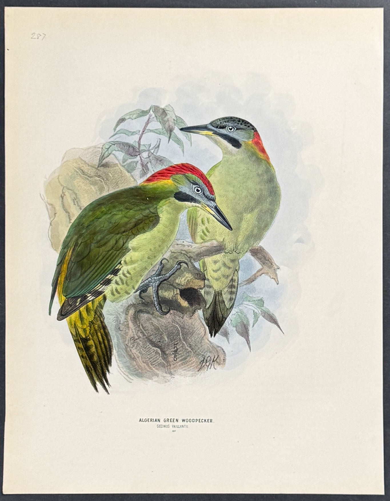 Algerian Green Woodpecker