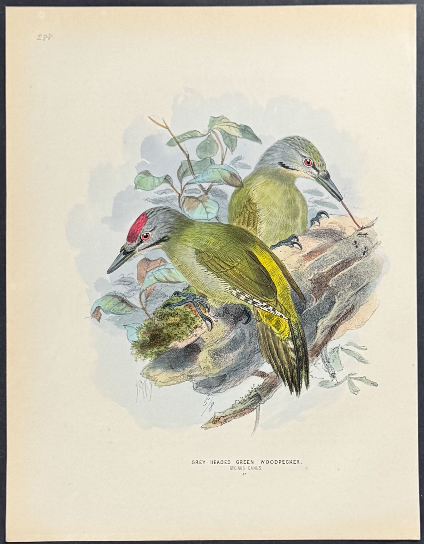 Grey-headed Green Woodpecker