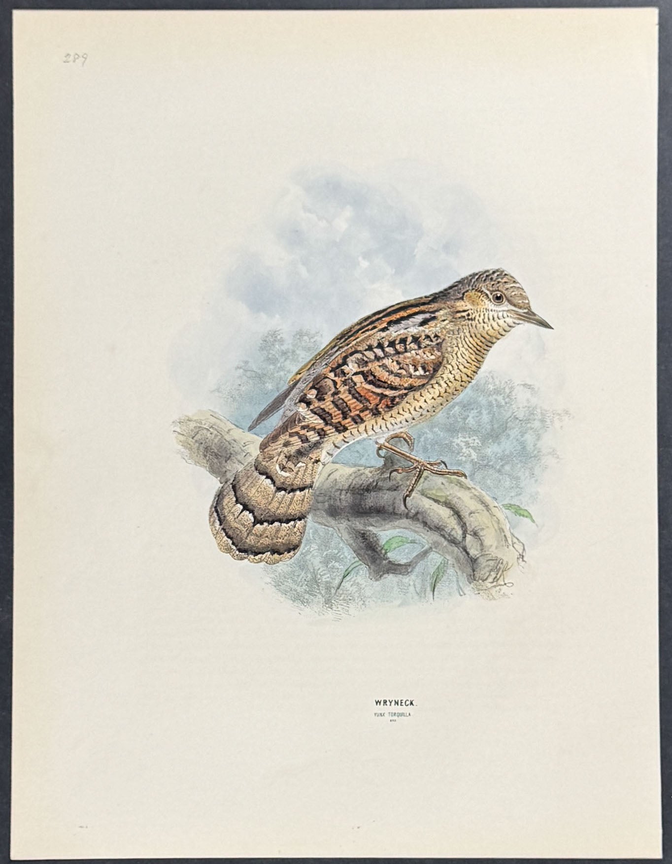 Wryneck