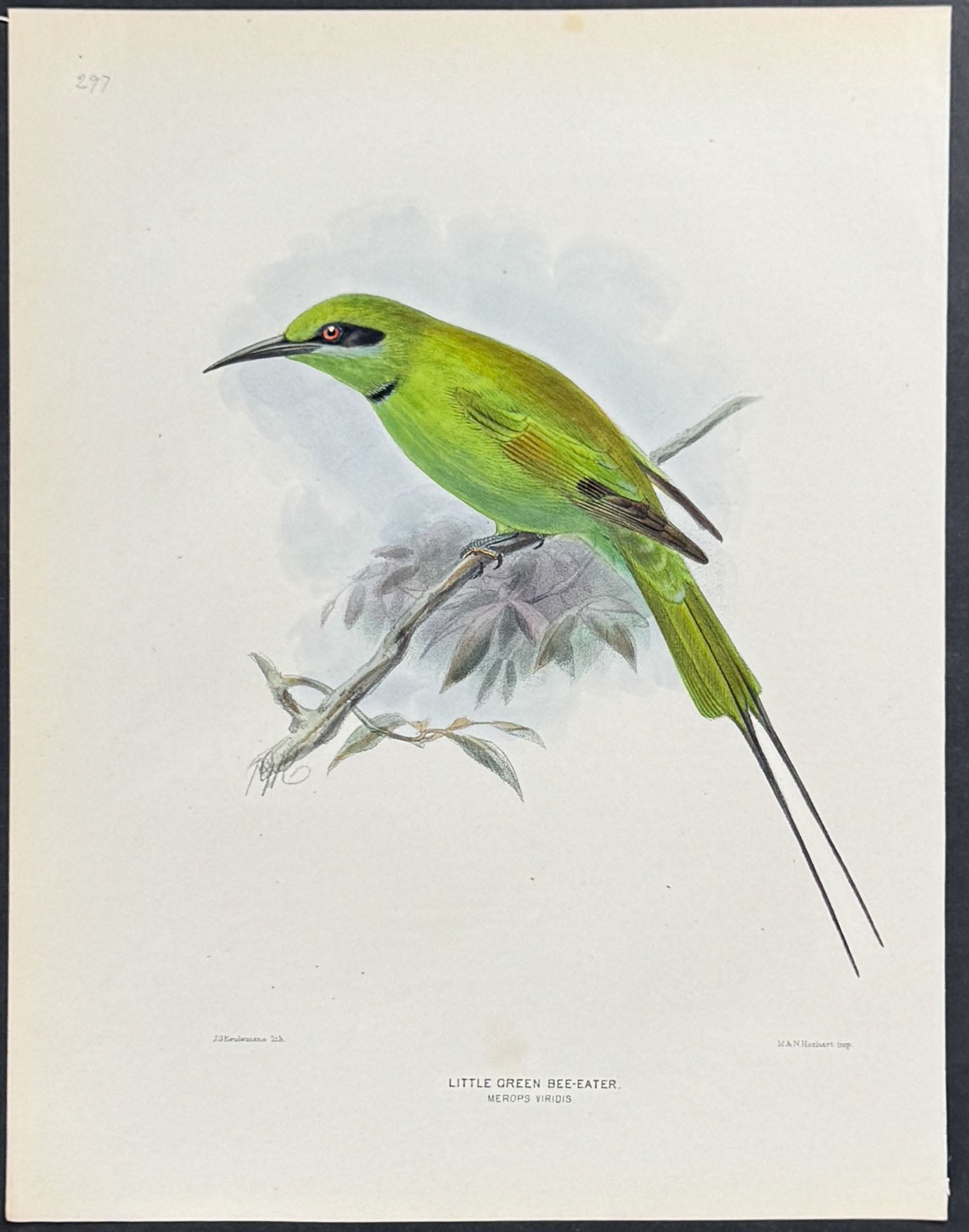 Little Green Bee-Eater
