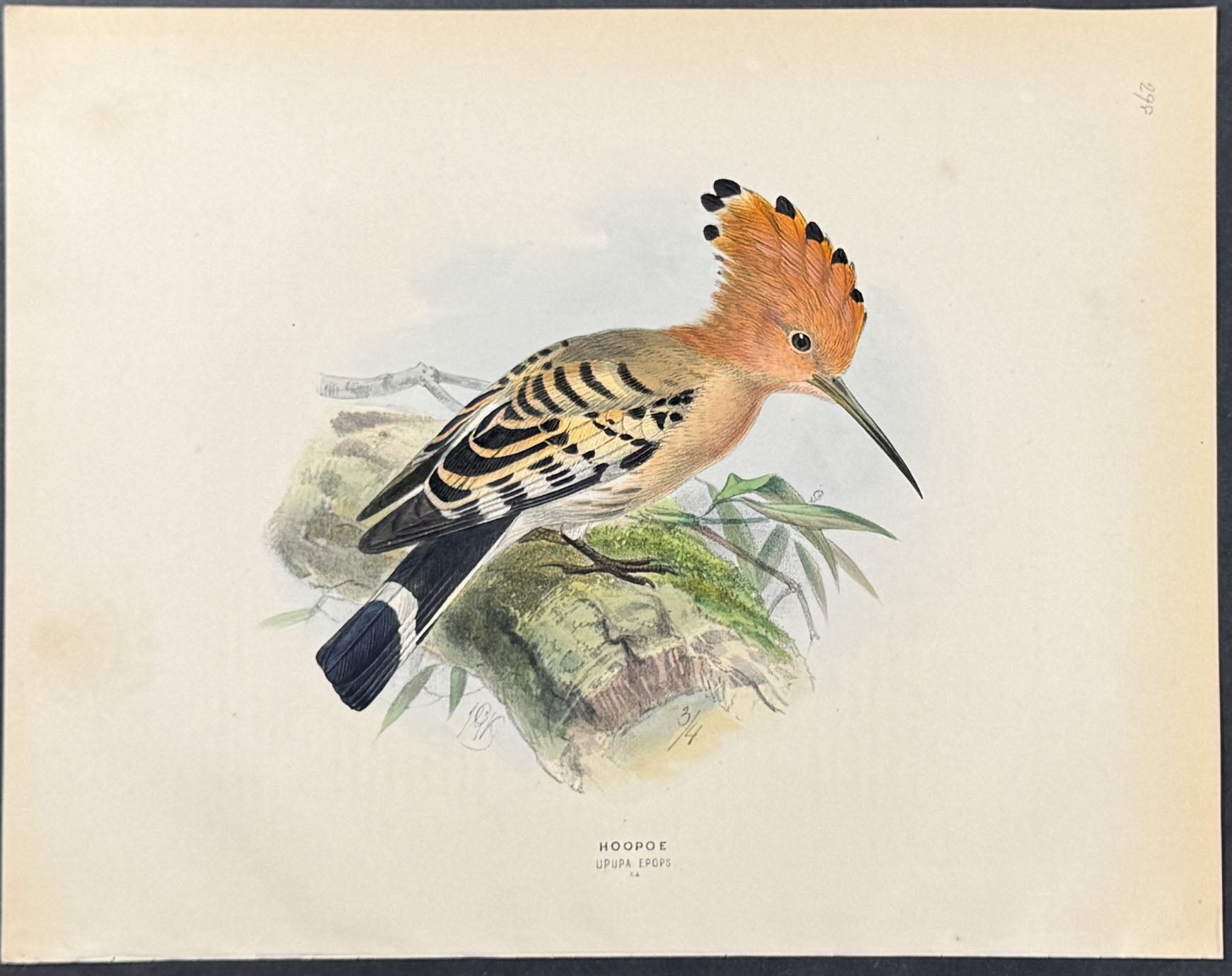 Hoopoe