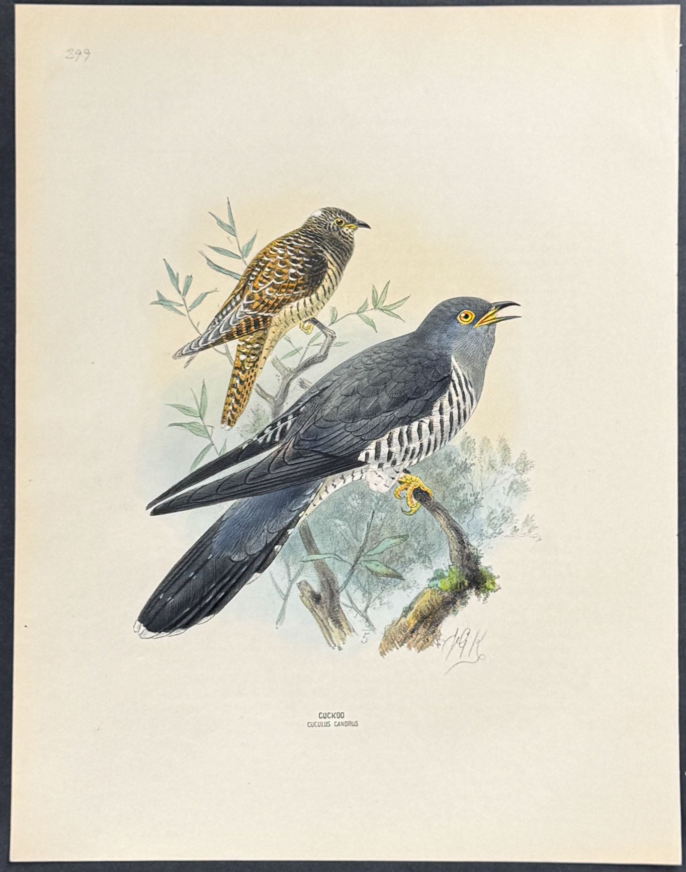 Cuckoo