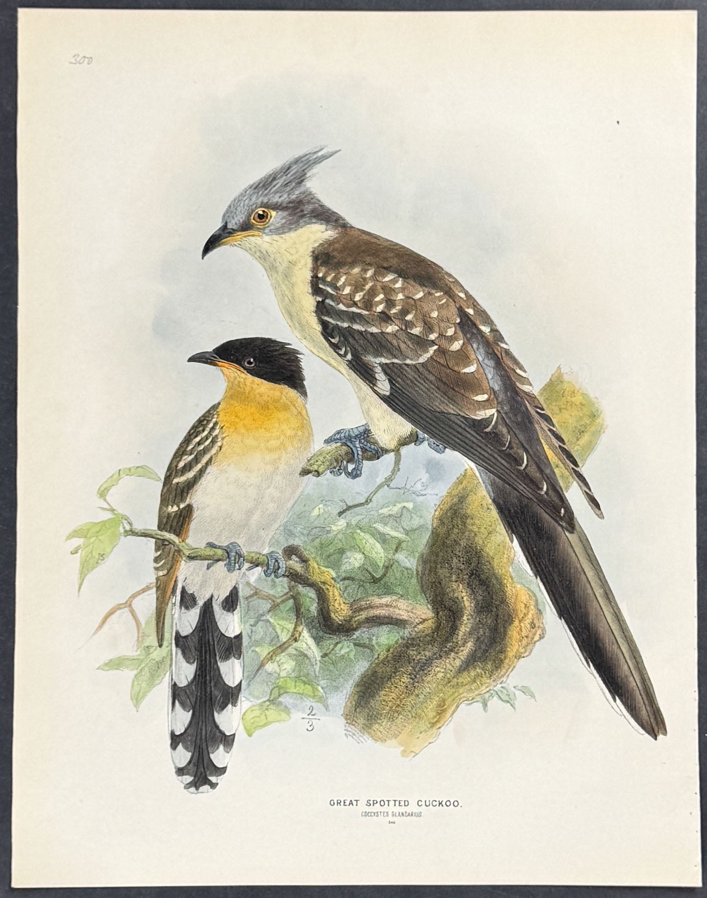 Great Spotted Cuckoo