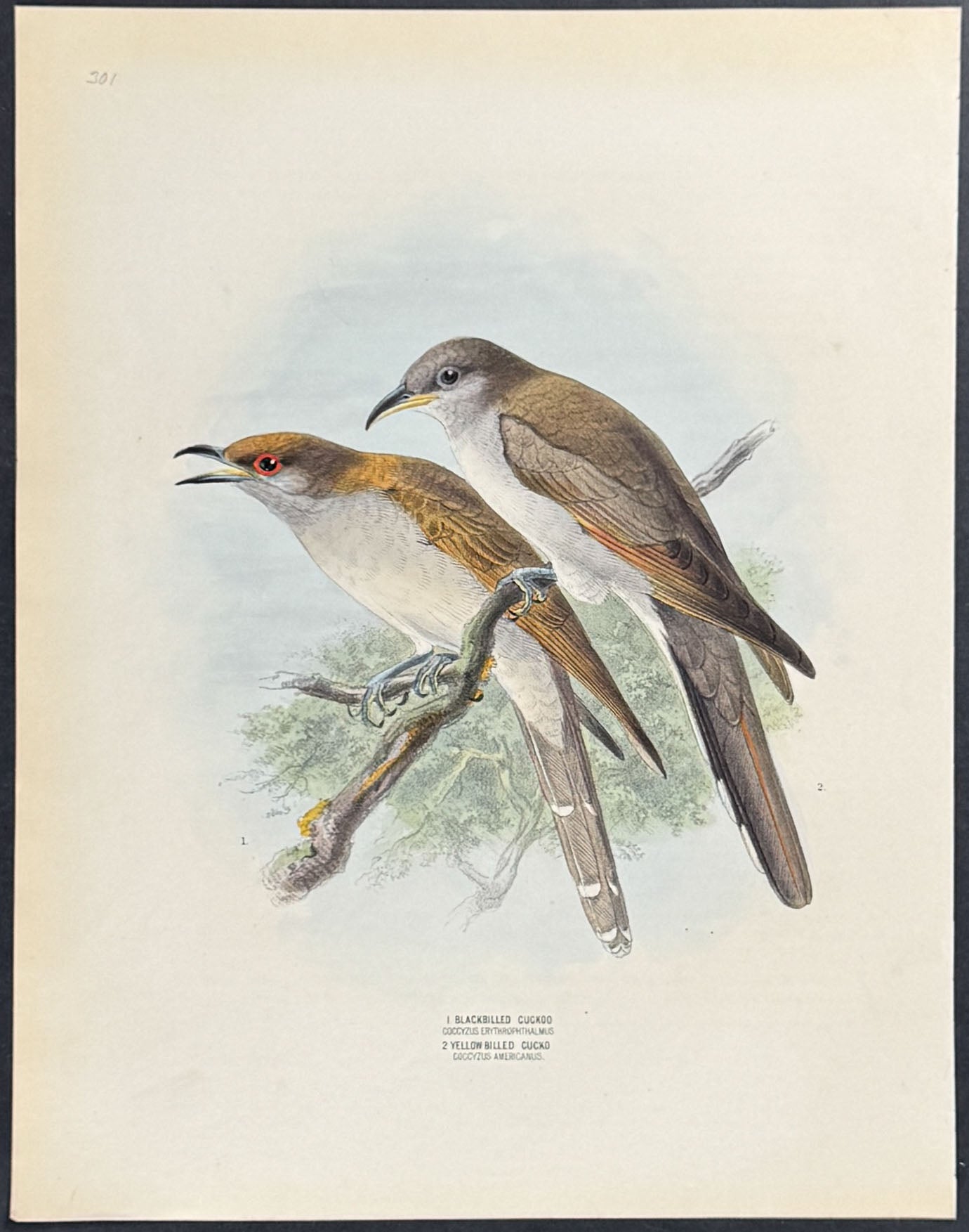 Black-billed & Yellow-billed Cuckoo