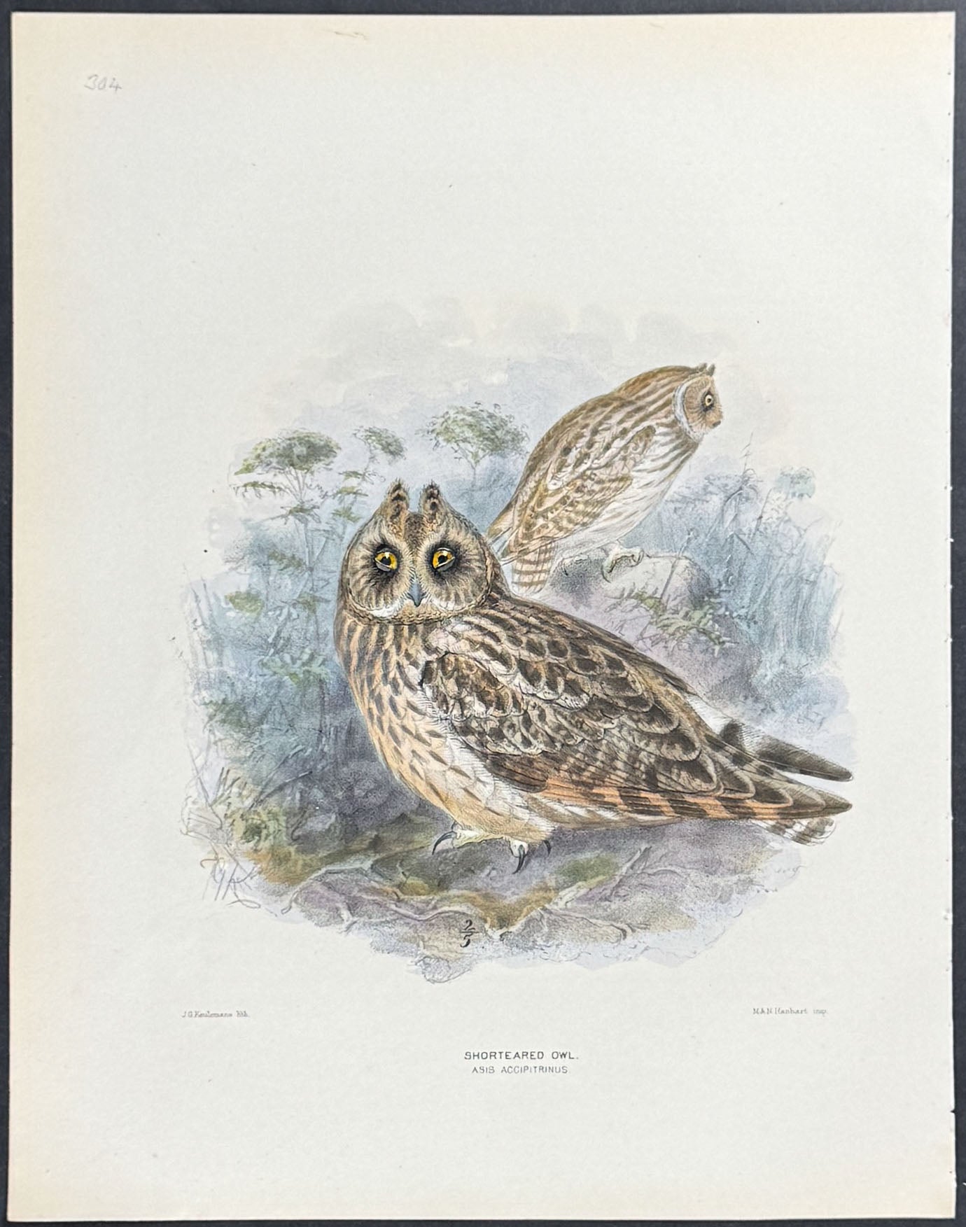 Short-eared Owl
