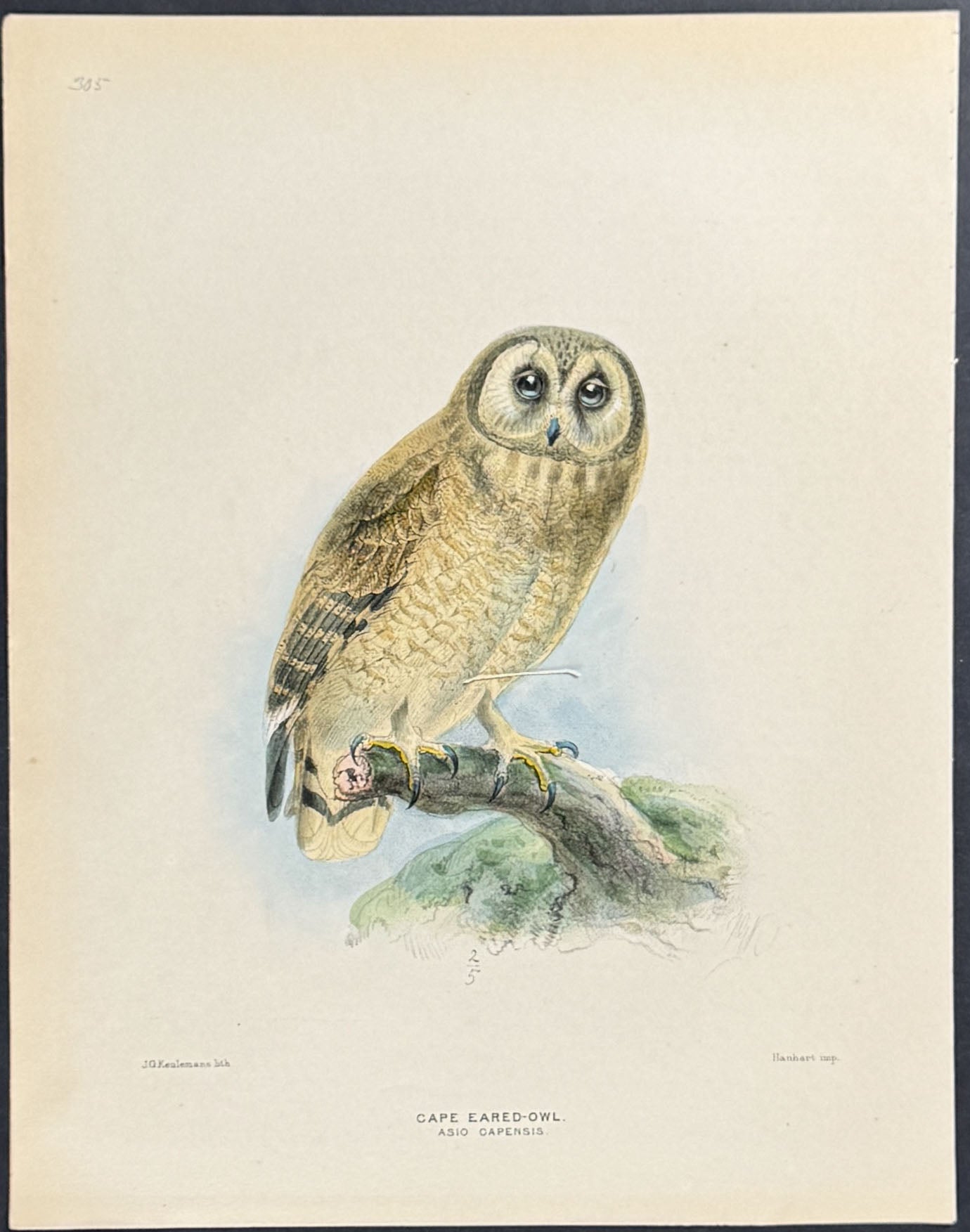 Cape Eared-Owl