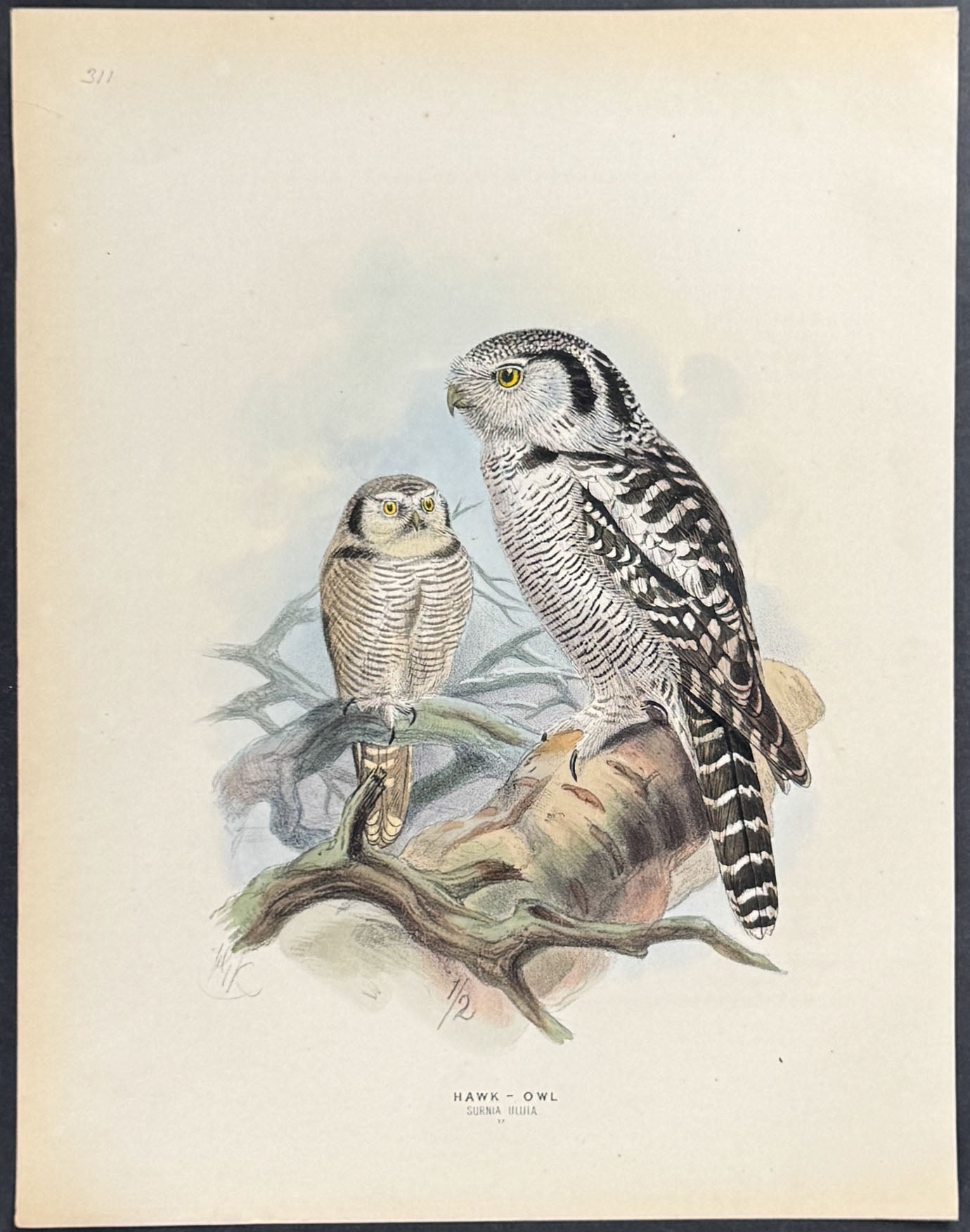 Hawk-Owl