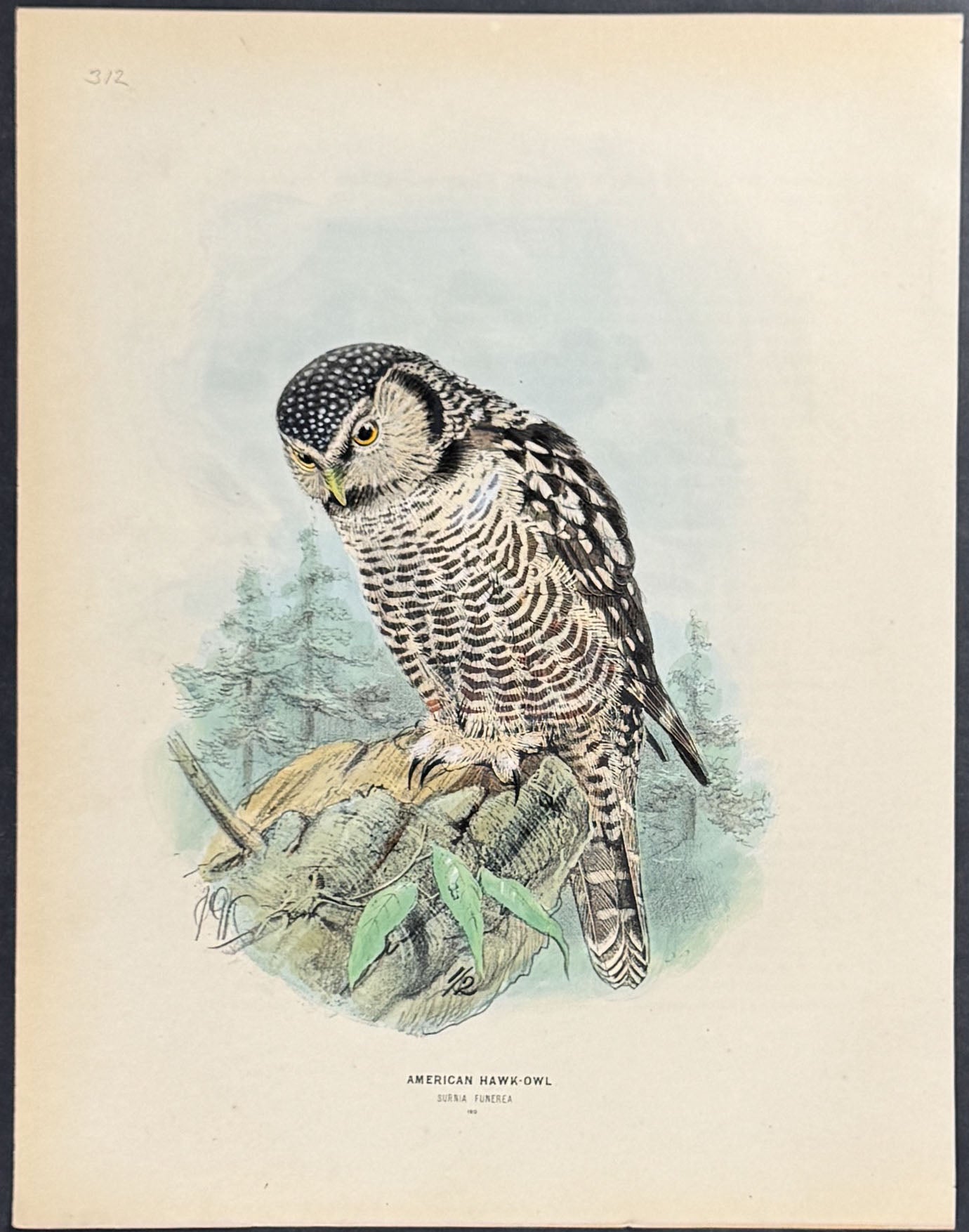 American Hawk Owl