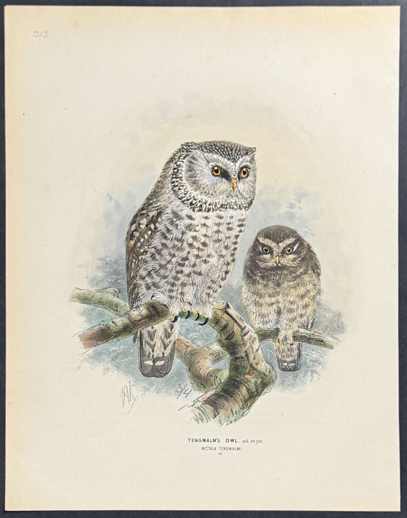 Tengmalm's Owl