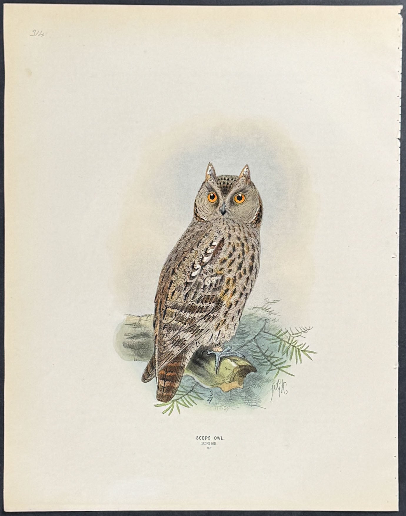 Scops Owl