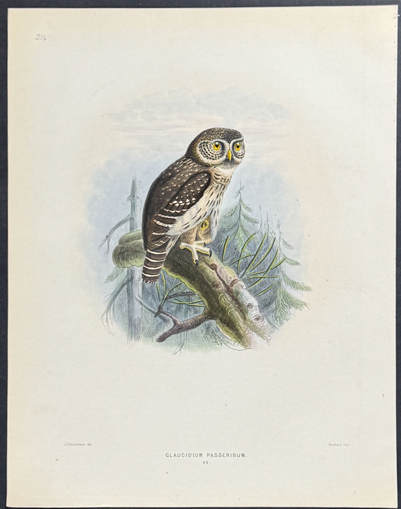Pigmy Owl
