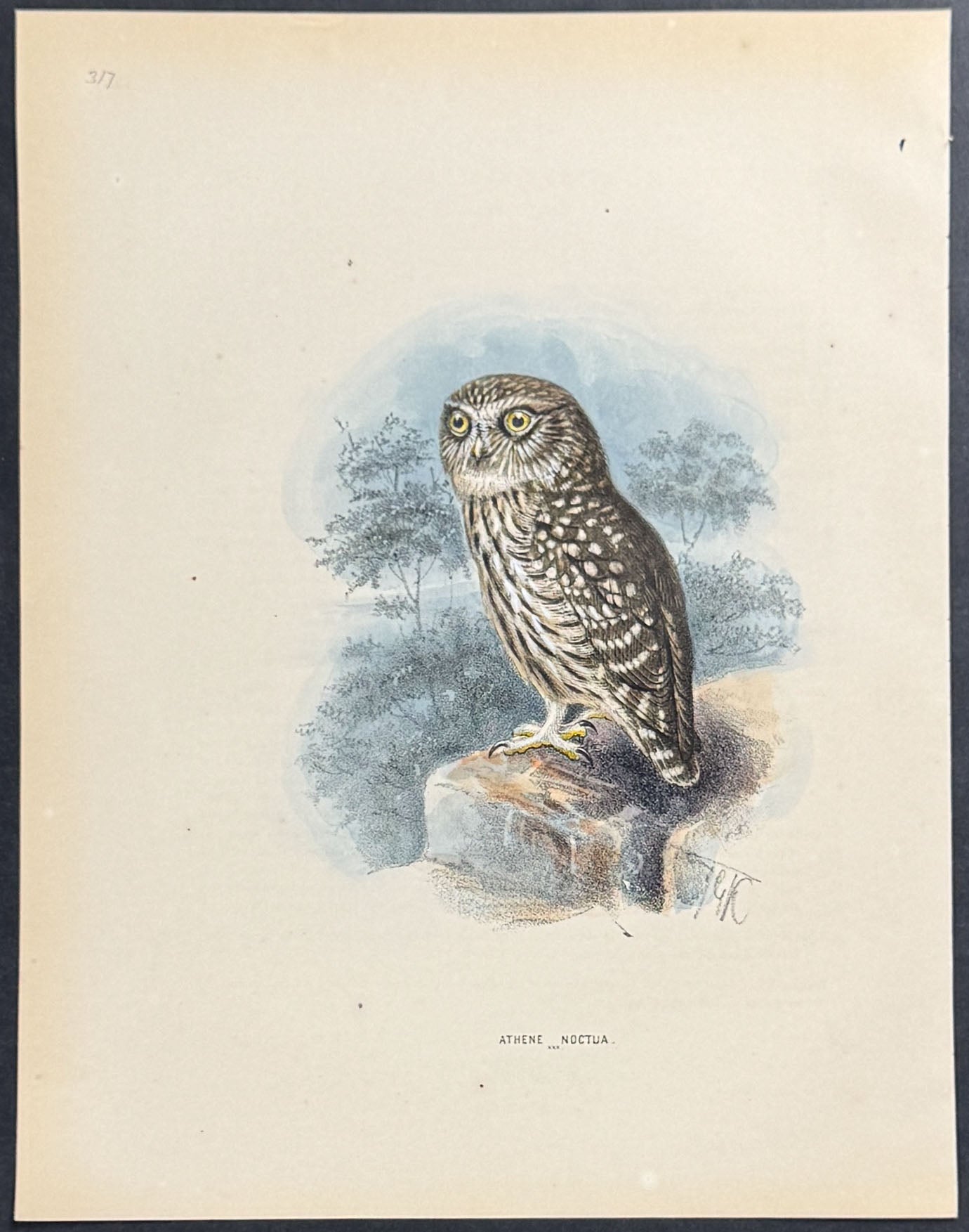 Owl