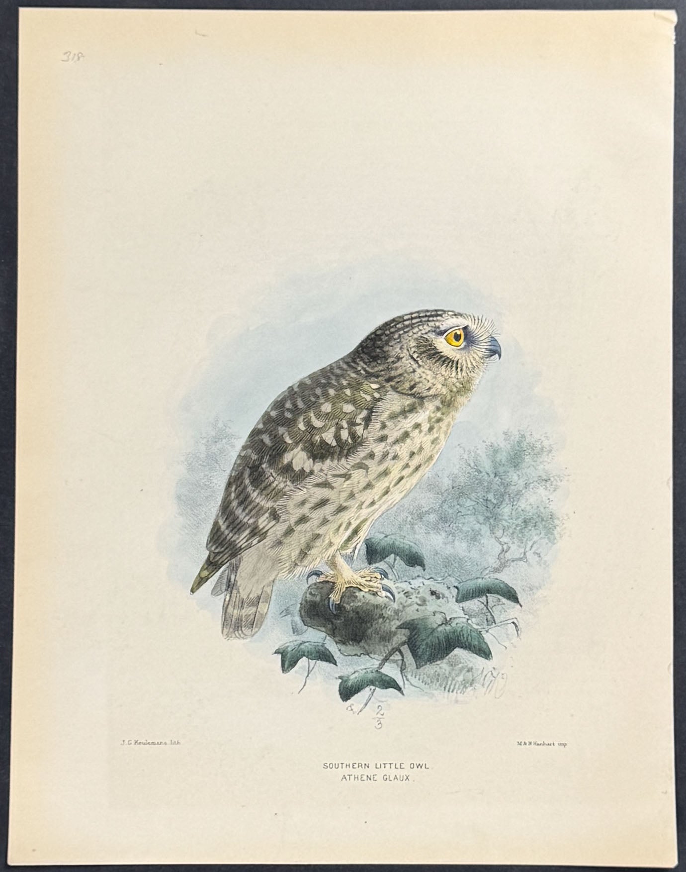 Southern Little Owl