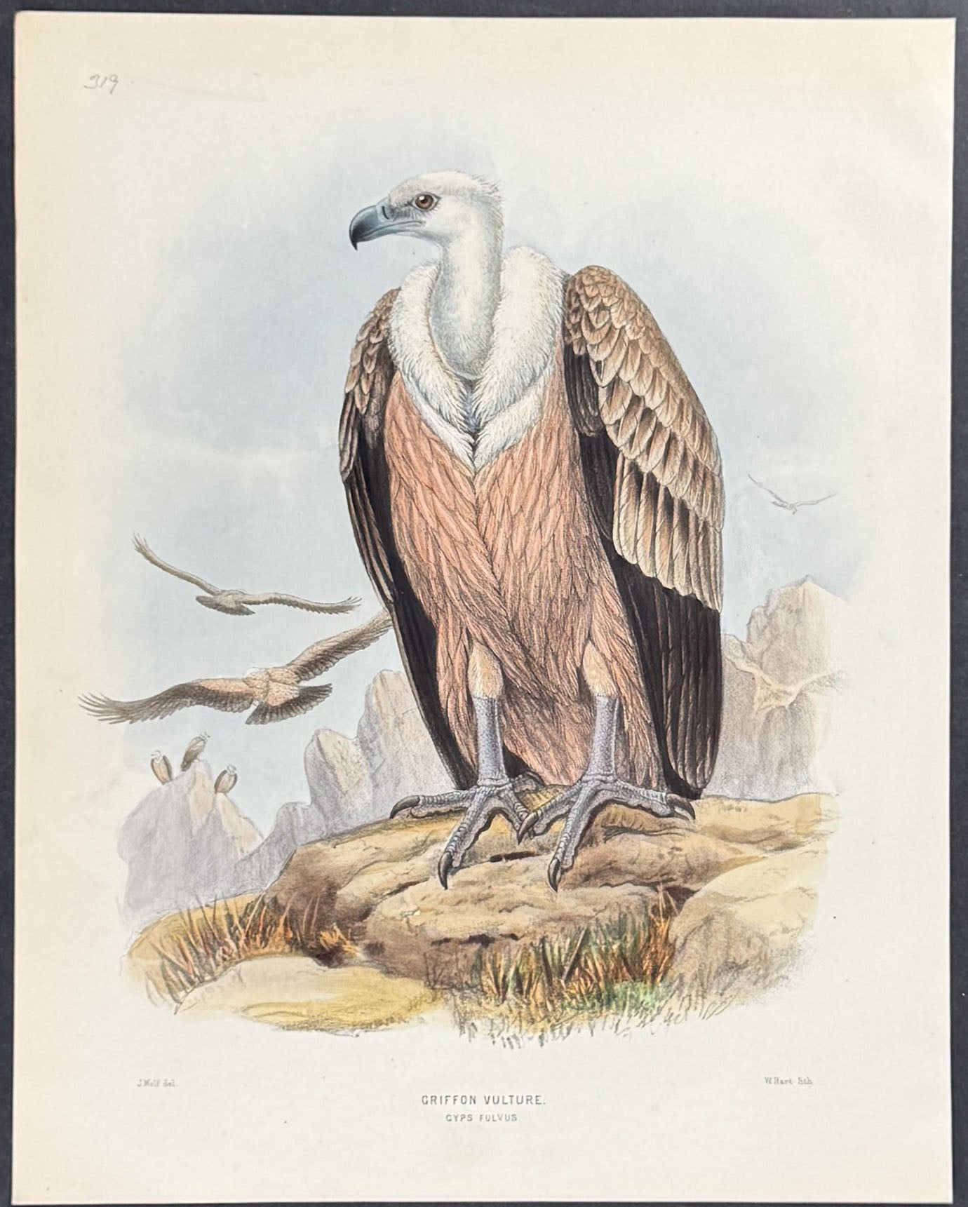 Griffon Vulture