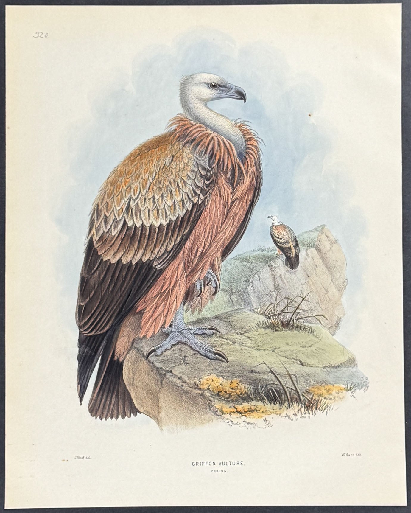 Griffon Vulture