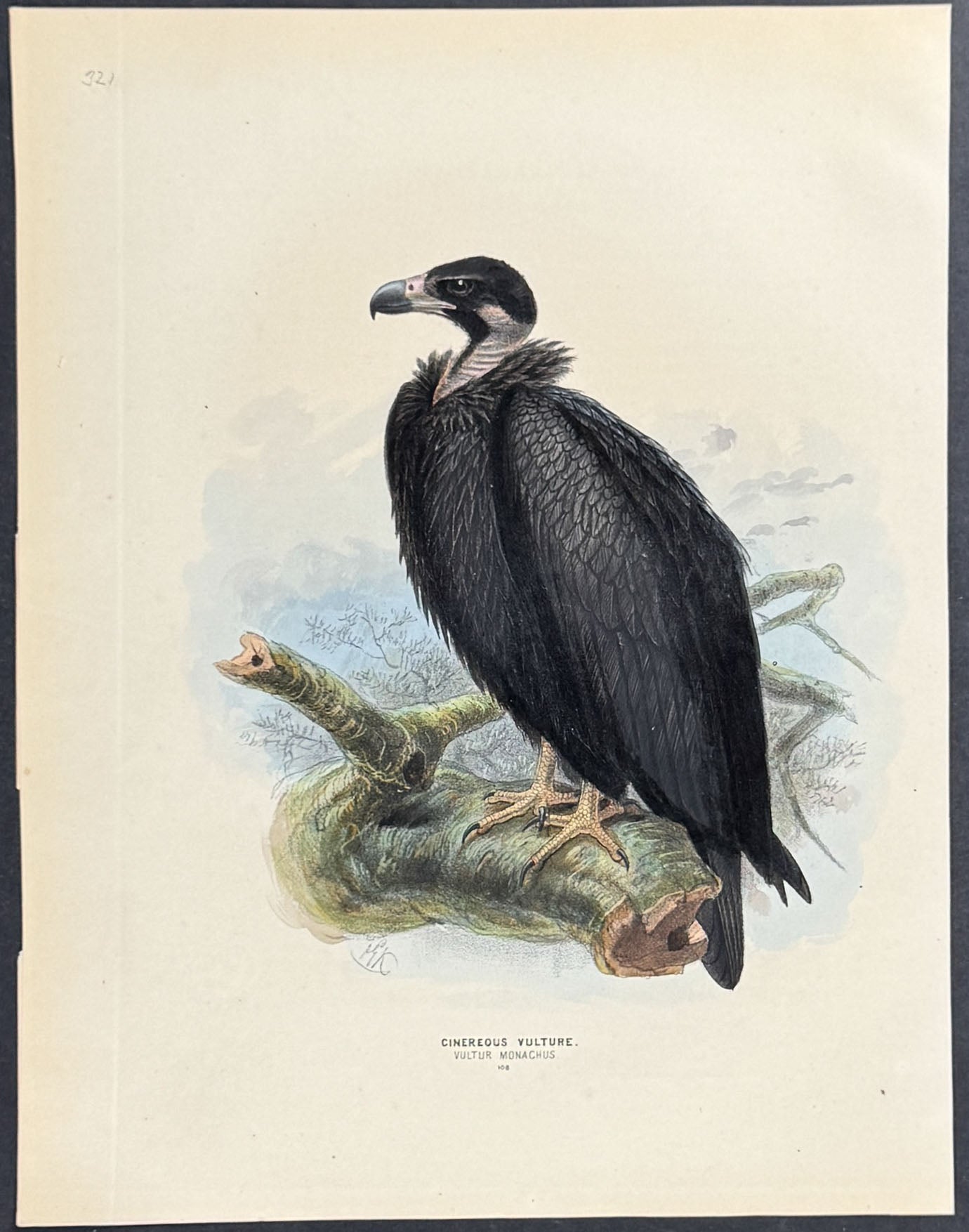 Cinereous Vulture