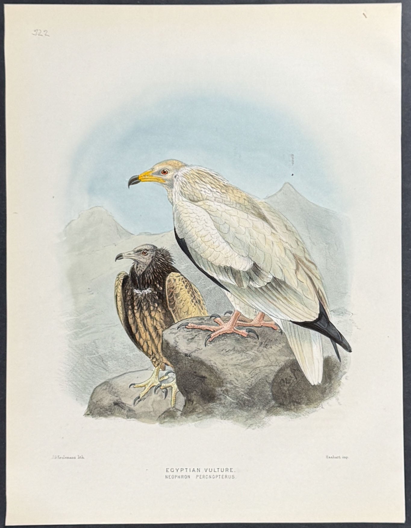 Egyptian Vulture
