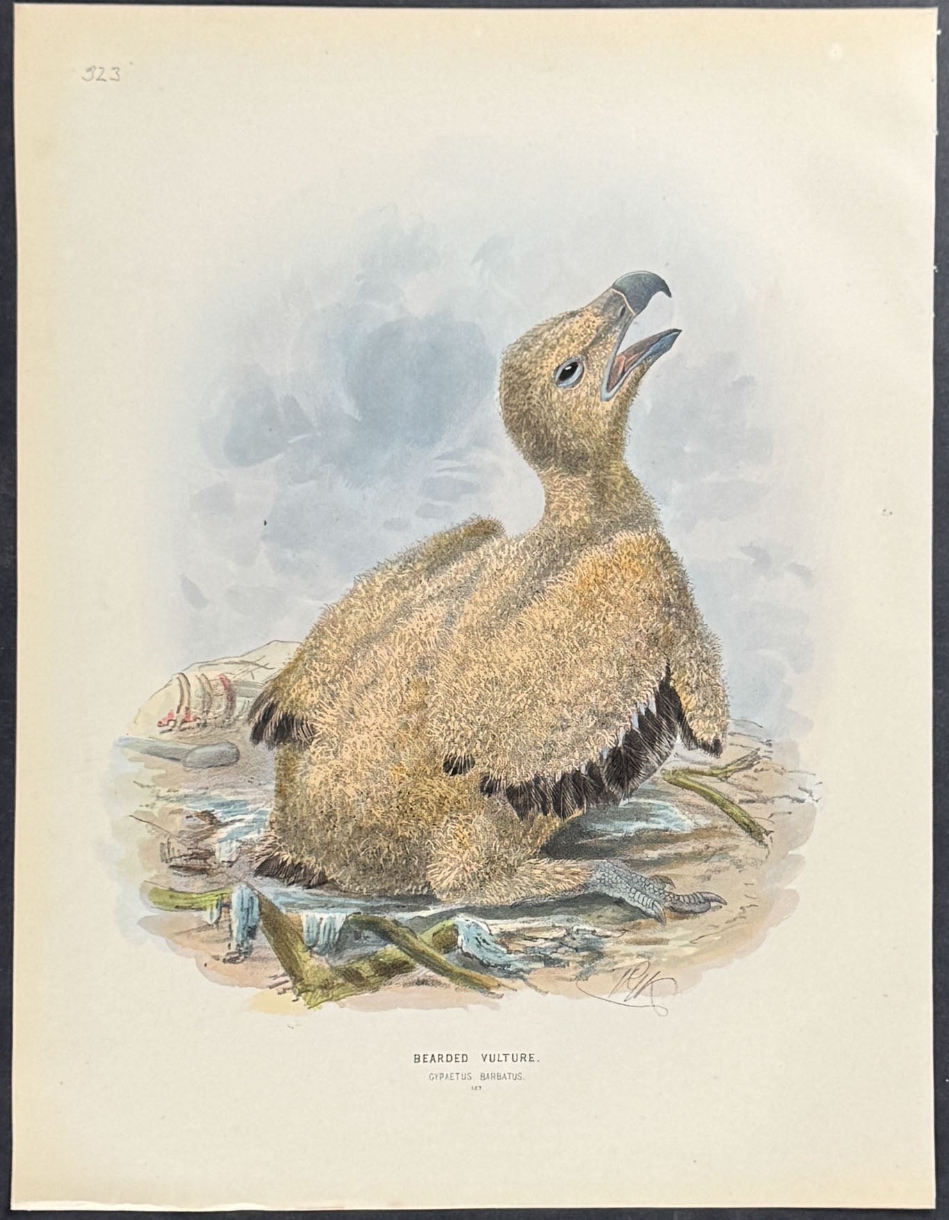 Bearded Vulture