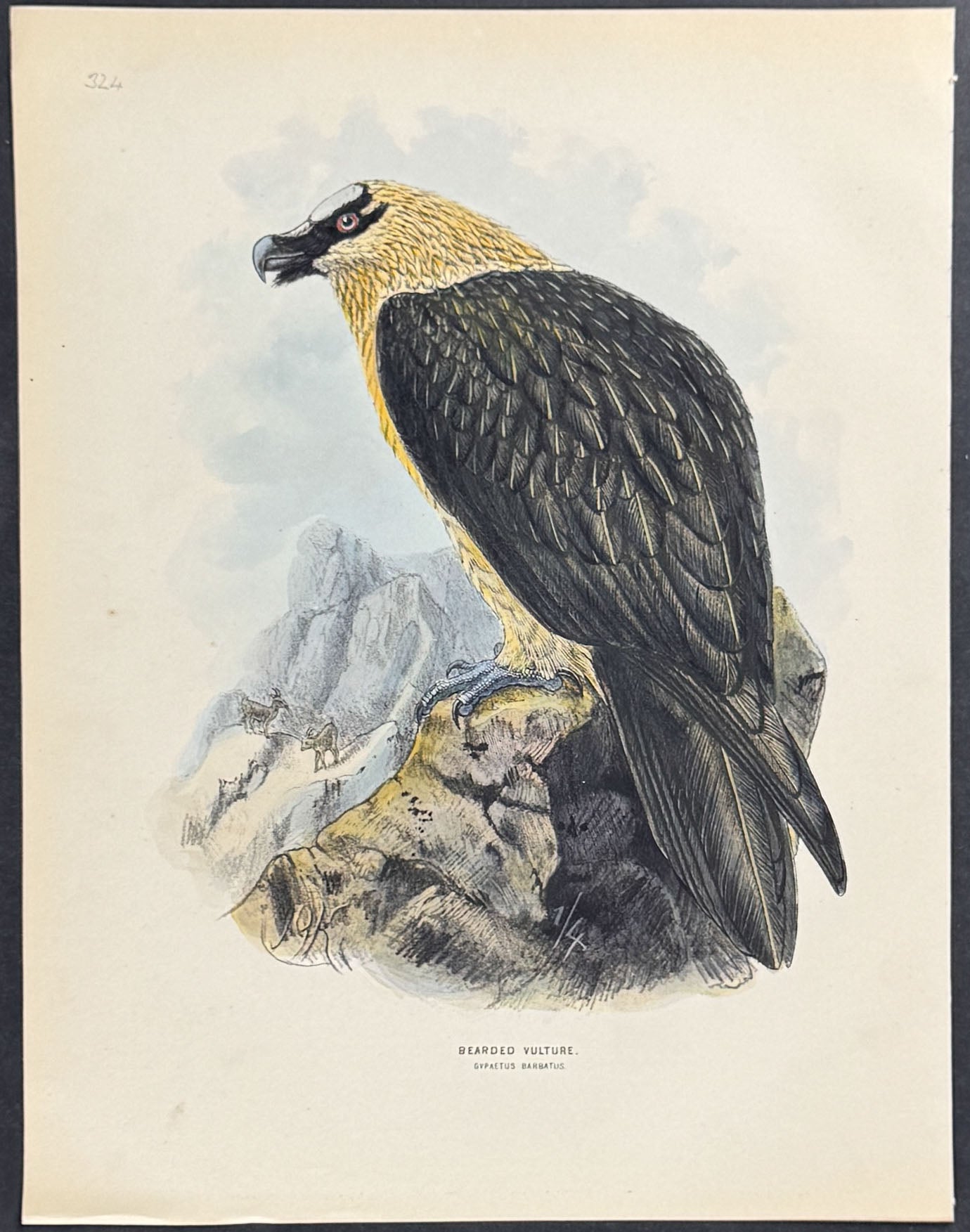 Bearded Vulture
