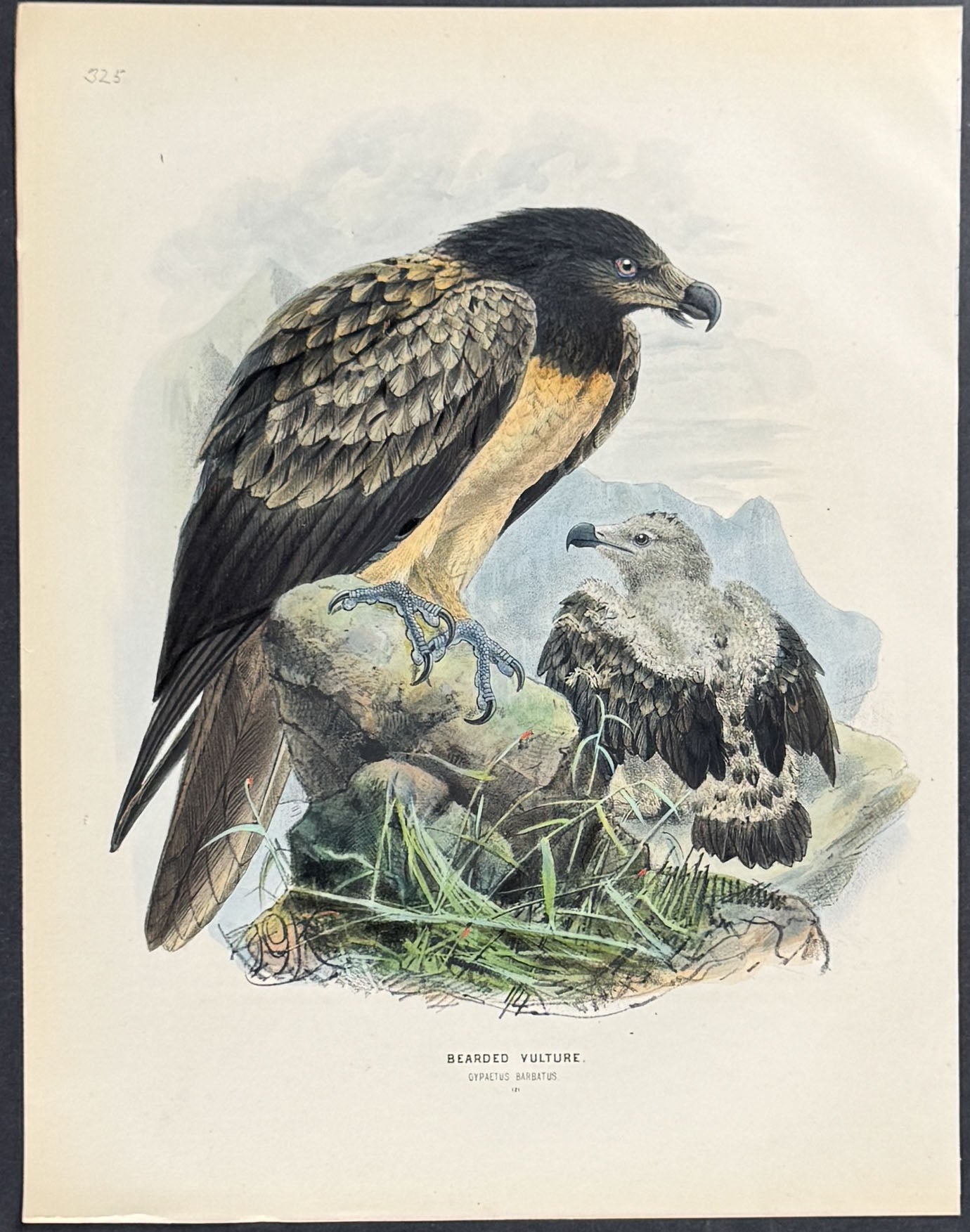 Bearded Vulture