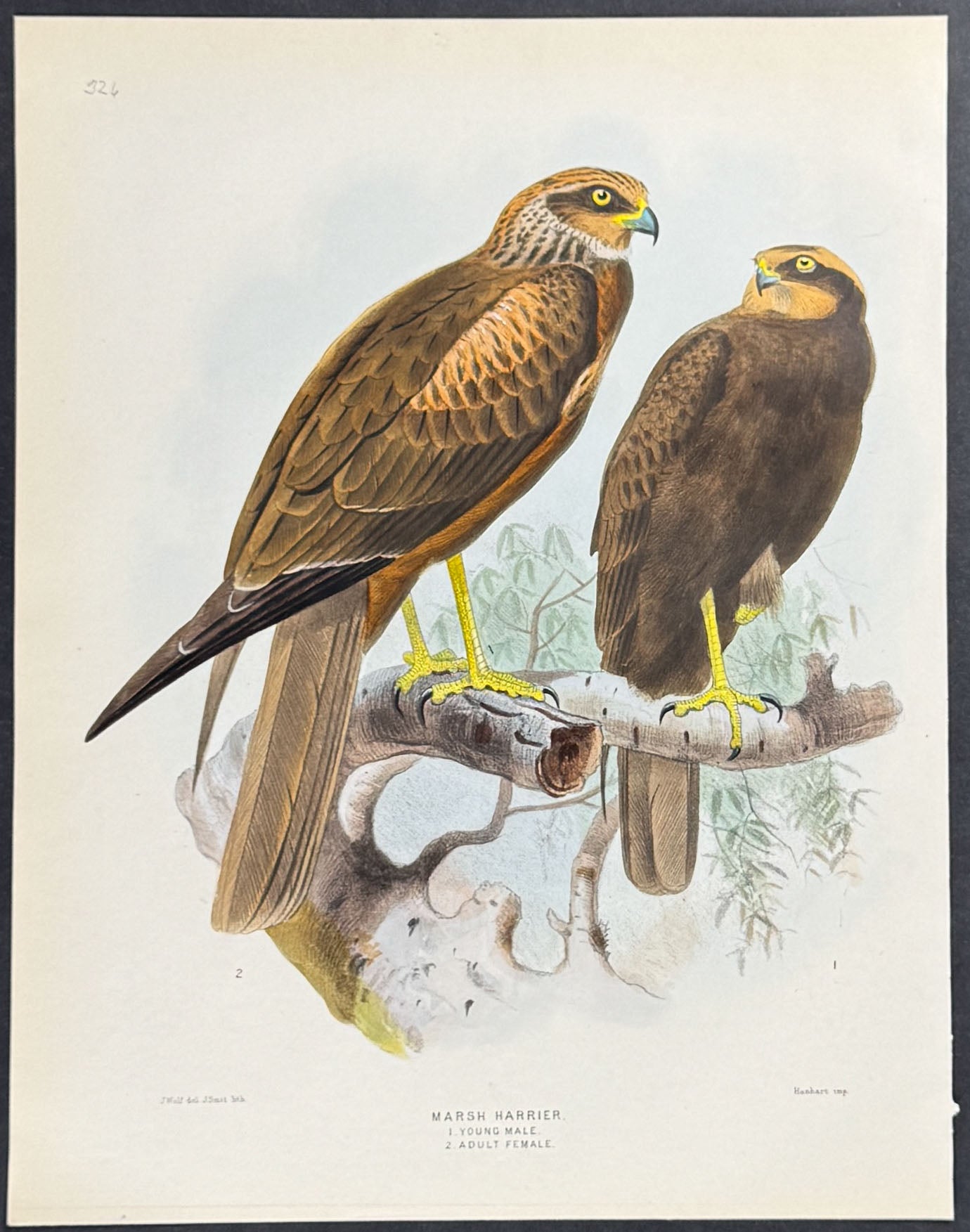 Marsh Harrier