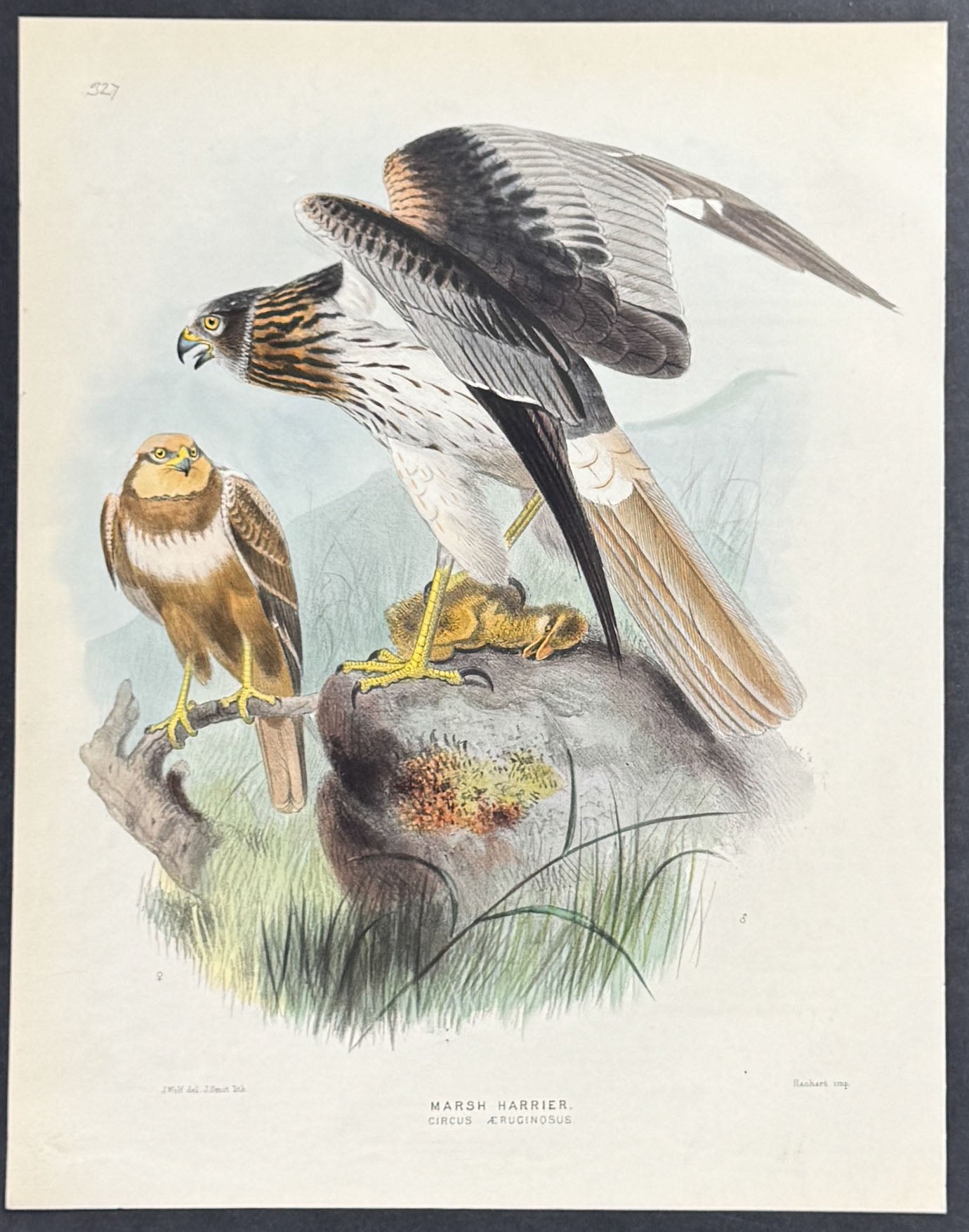 Marsh Harrier
