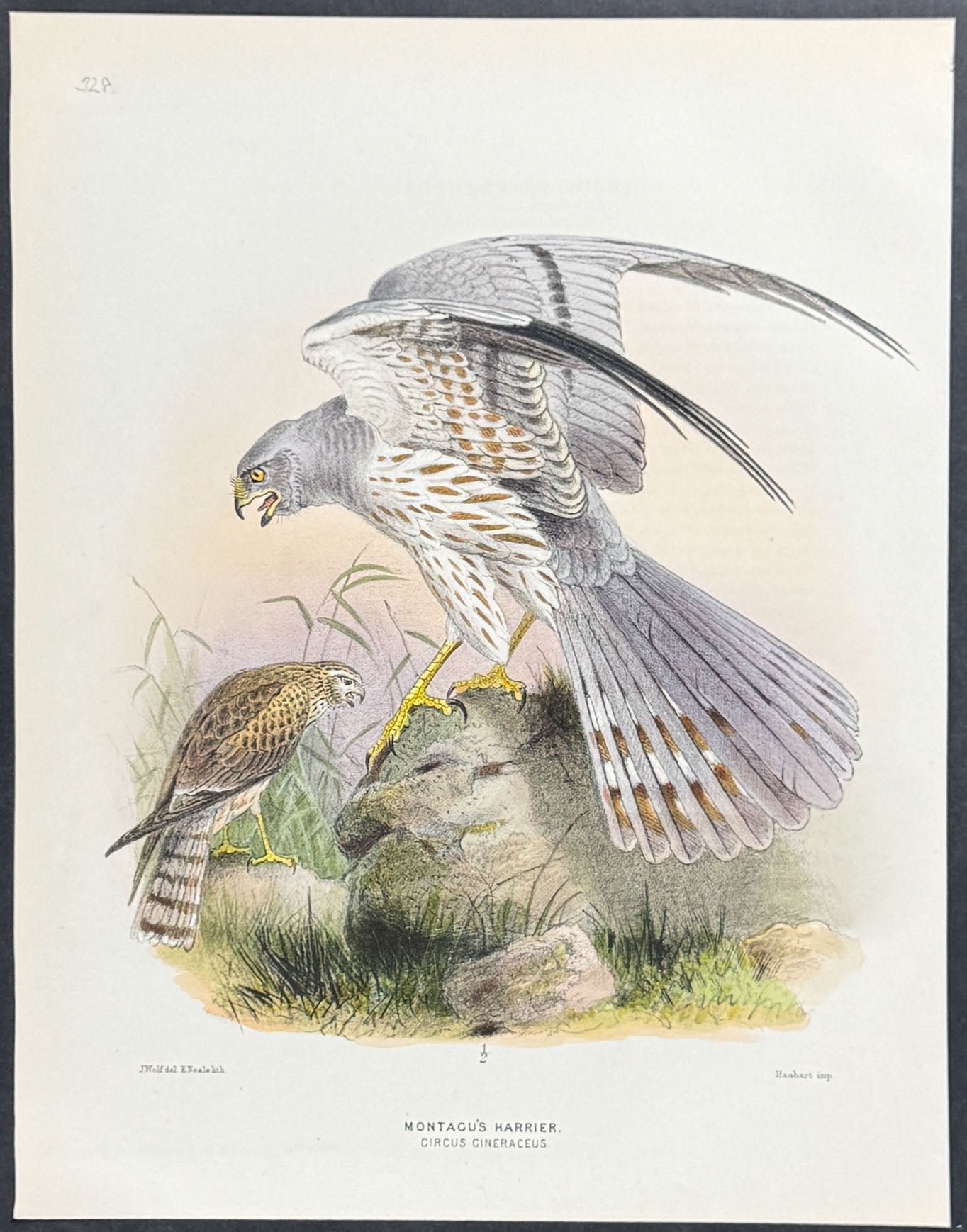 Montagu's Harrier