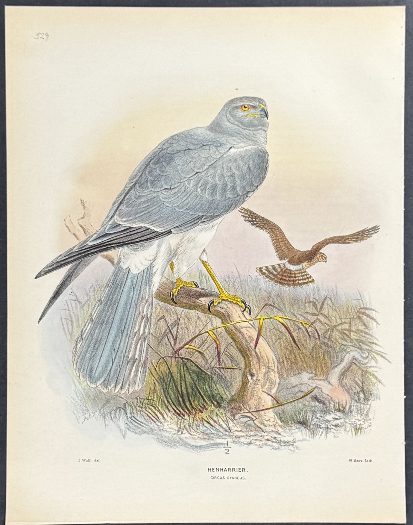 Hen Harrier