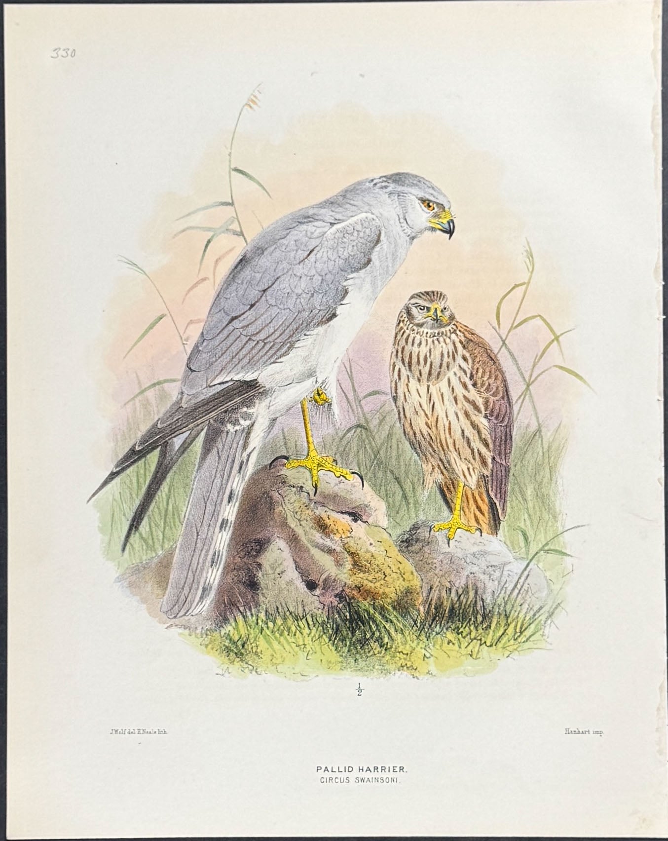 Pallid Harrier